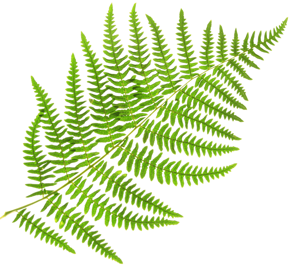 Green fern leaf