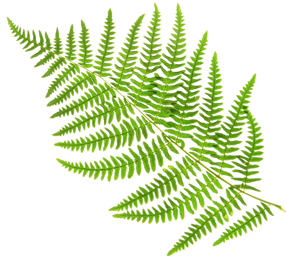 Green fern leaf