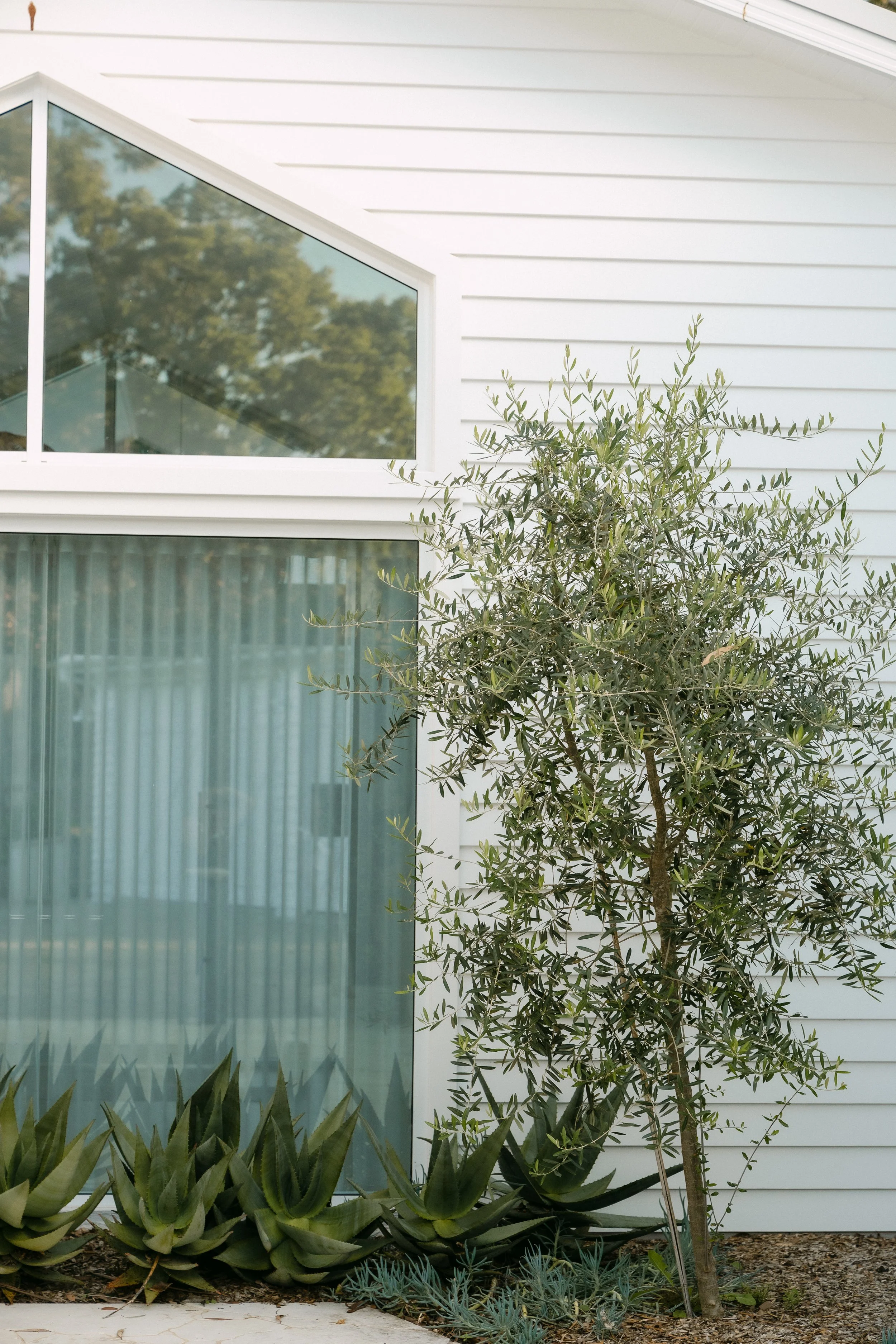 A modern house with white siding, large angular window reflecting trees, and a garden bed with succulent plants including agave and a small tree.