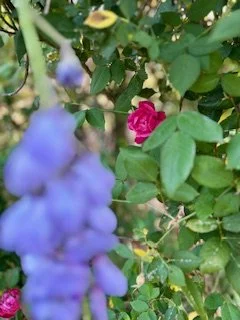 Close-up of pink and purple flowers among green leaves.