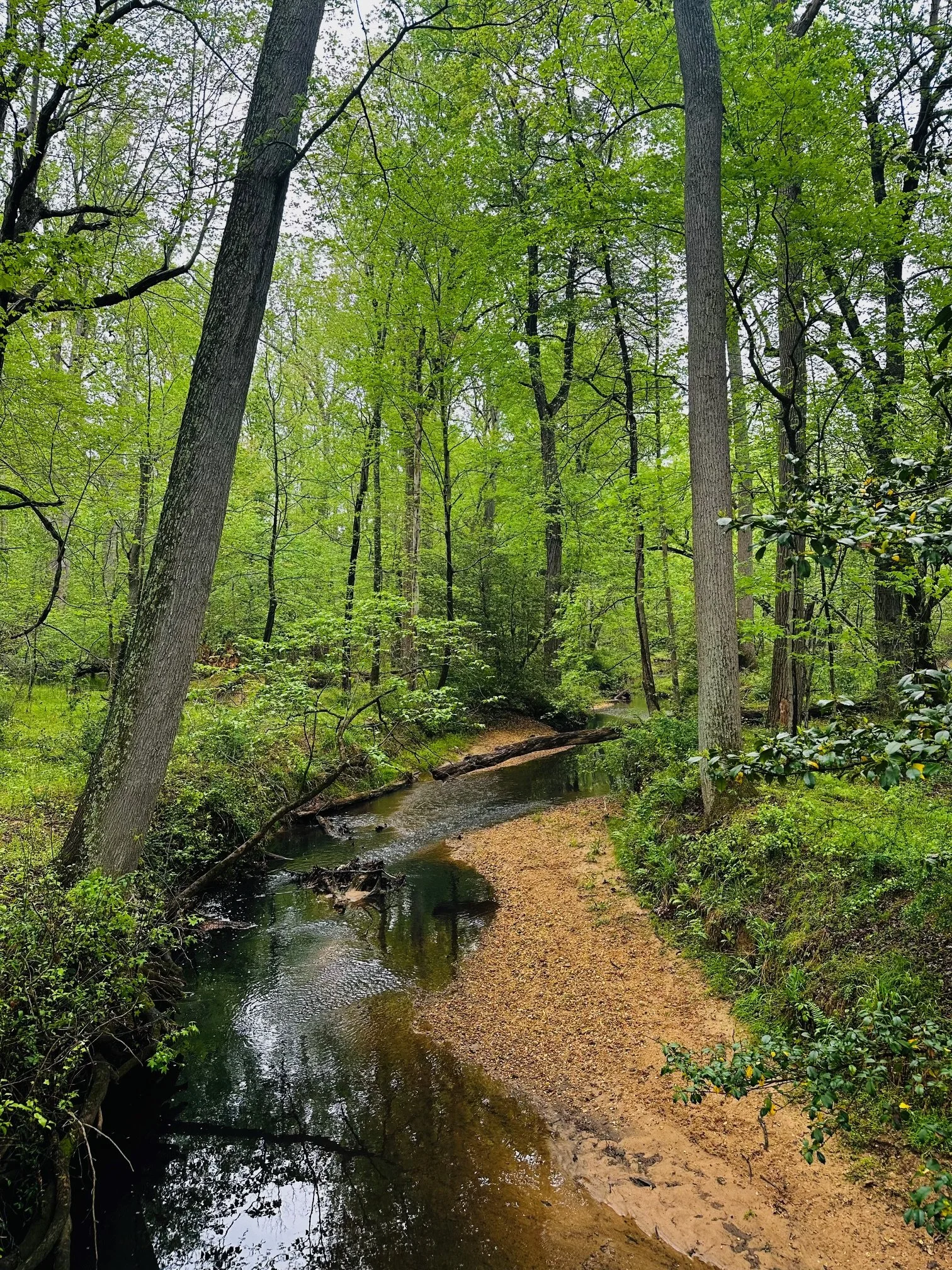 A peaceful forest scene with tall trees, lush green leaves, and a small creek flowing alongside a dirt path.