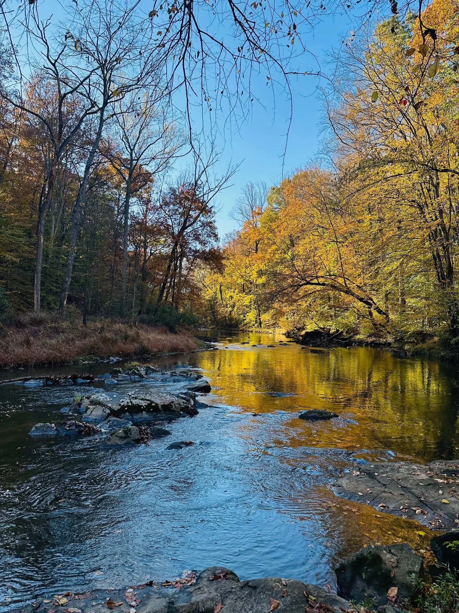 A peaceful river flowing through a forest with trees displaying autumn colors, some with branches bare, under a clear blue sky.