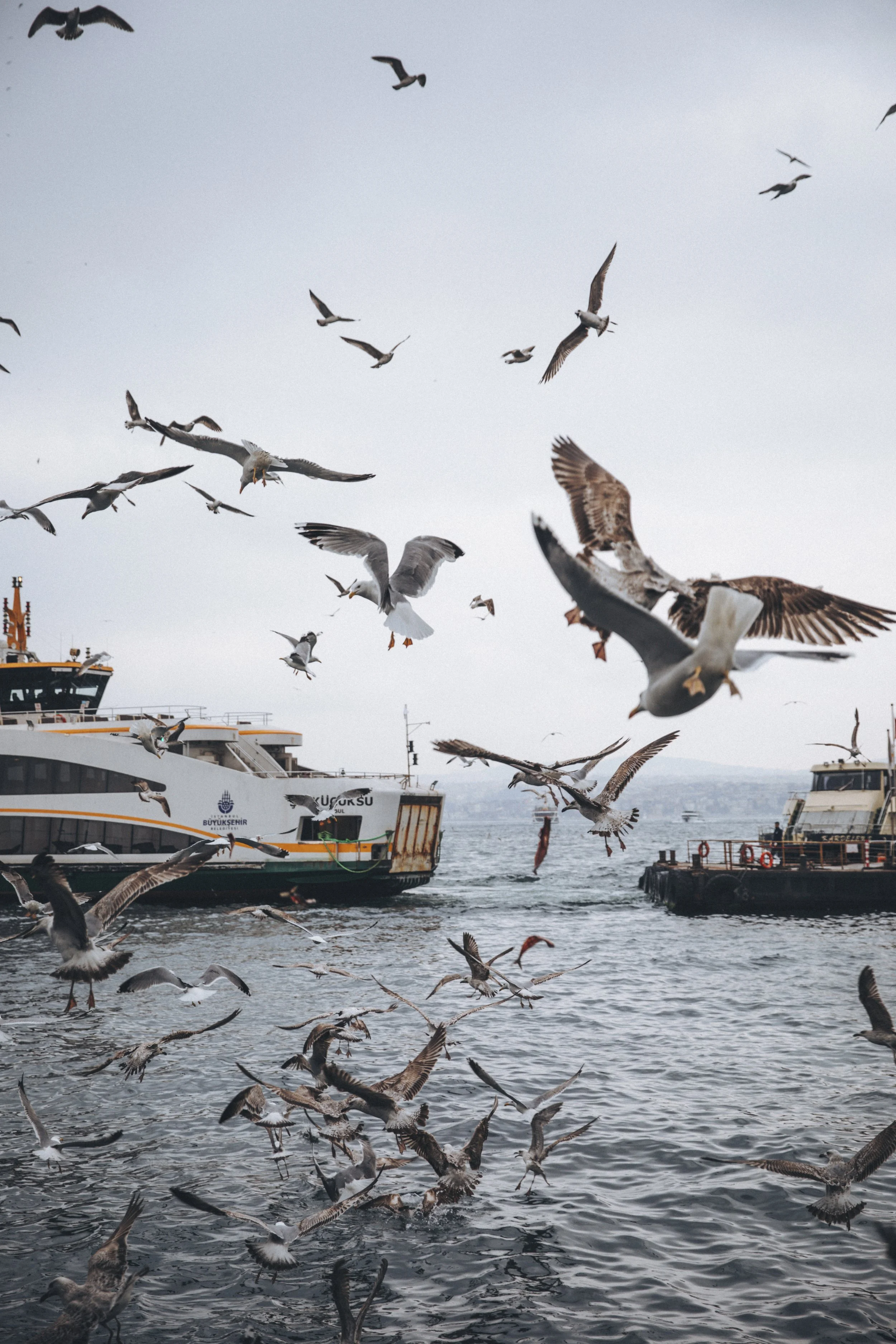 Möwen fliegen über ein Wasser mit zwei Fähren im Hintergrund.