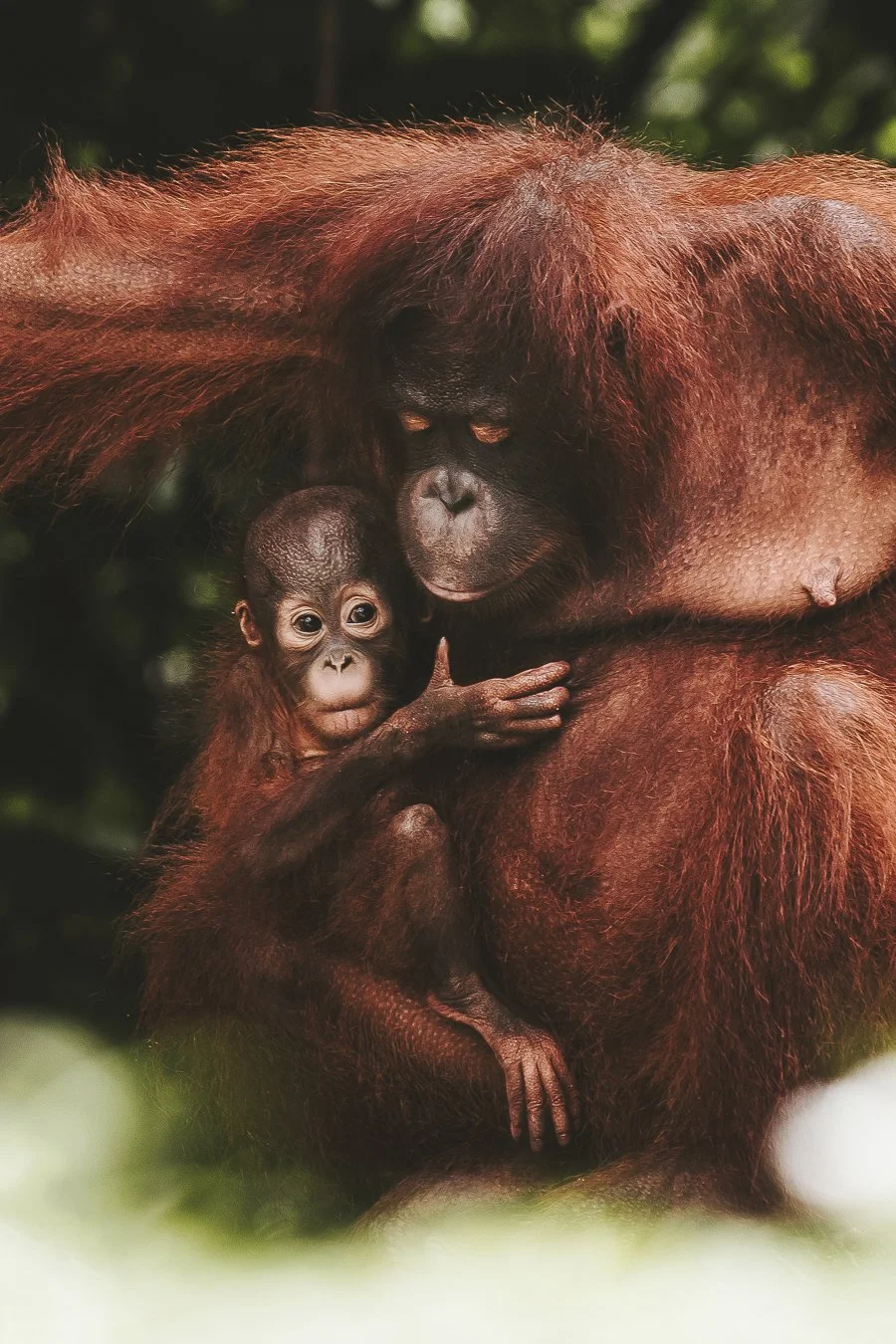 Ein Orang-Utan mit einem kleinen Kind, umarmt im Dschungel.