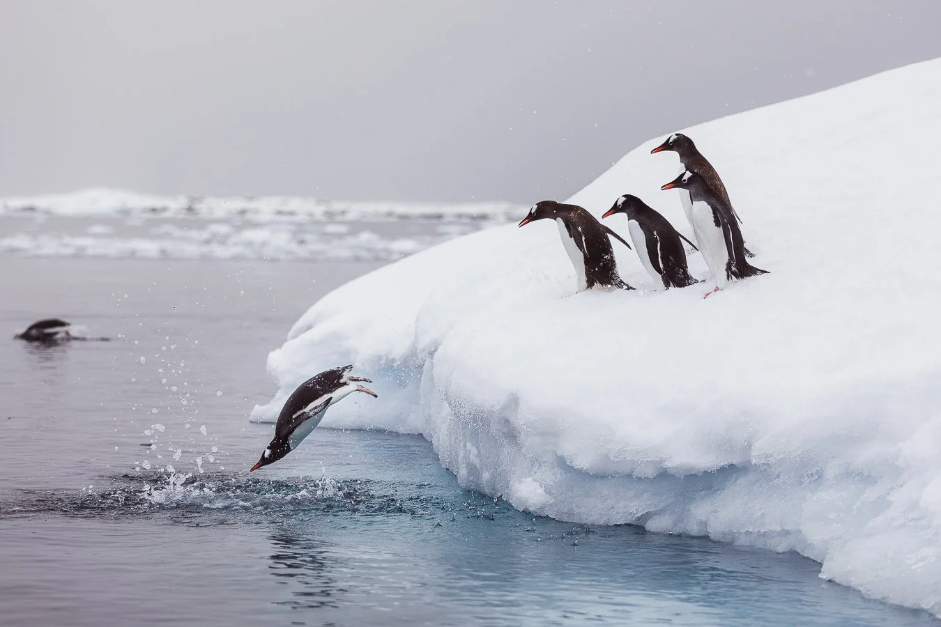 Vier Pinguine auf Schnee und Eis, einer springt ins Wasser, während die anderen auf dem Eis stehen.
