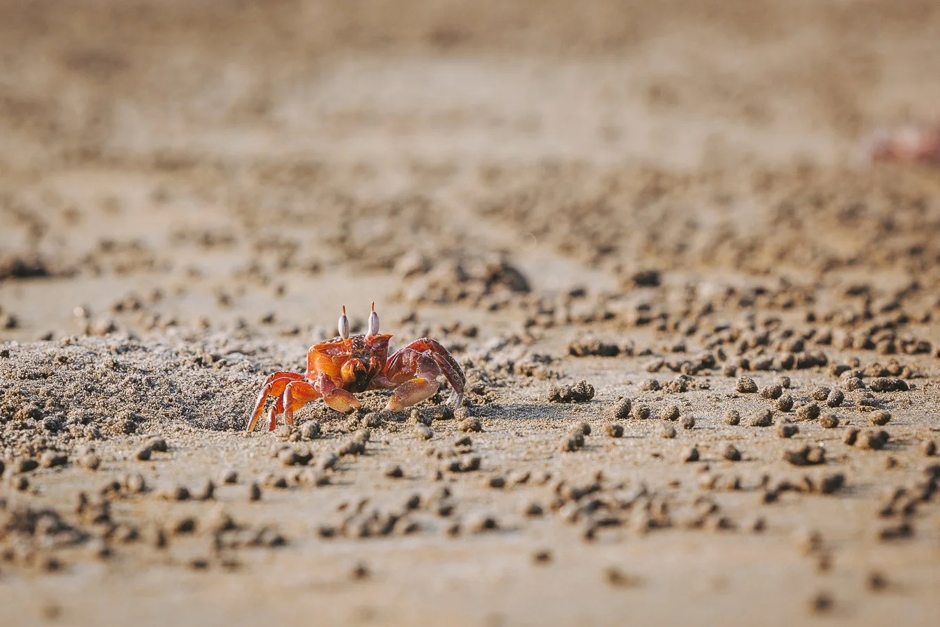 Hummer auf Sandstrand mit kleinen Sandkörnern.