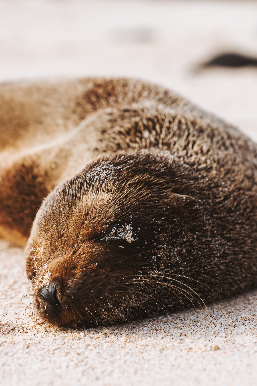 Ein schlafender Seehund mit Sand im Fell liegt auf dem Strand.