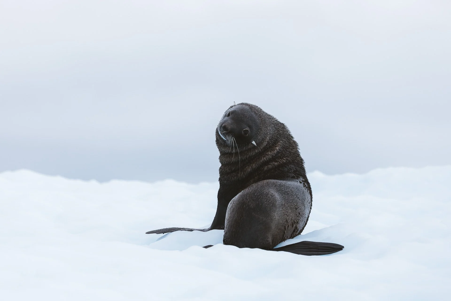 Ein Seelöwe liegt auf dem Schnee in einer arktischen Landschaft, Blick nach oben, grauer Himmel.