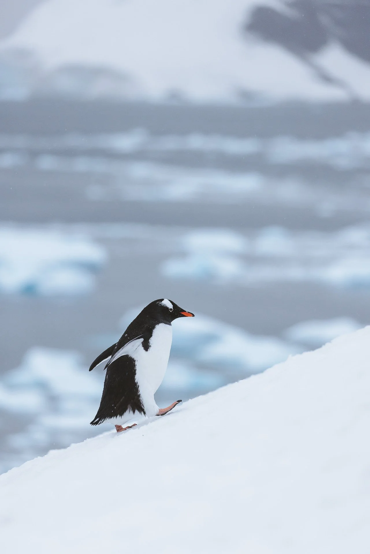 Ein Pinguin klettert eine Schneeecke hoch, mit Eis und Schnee im Hintergrund.