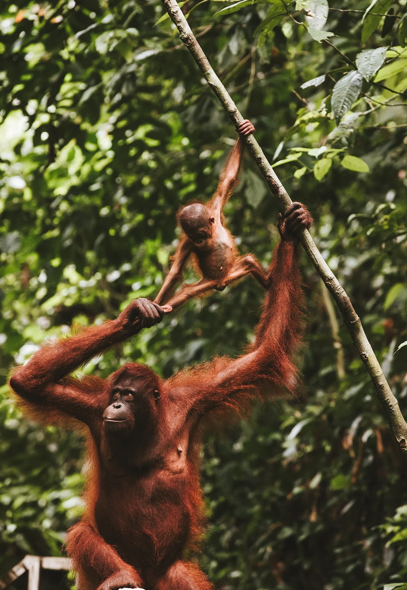 Ein Orang-Utan-Mutter hängt an einem Baum und hält ihr Baby, das an einem Ast schwingt, im Dschungel.