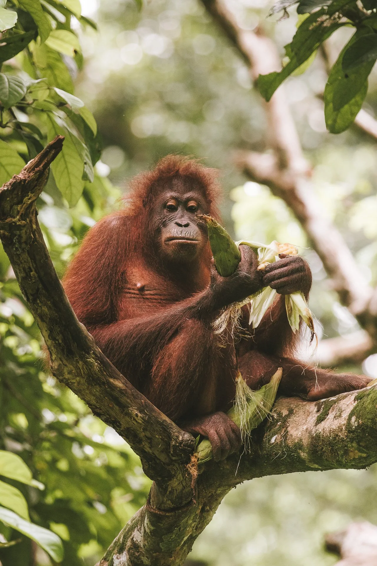 Ein Orang-Utan sitzt auf einem Baum im Dschungel und isst Mais.