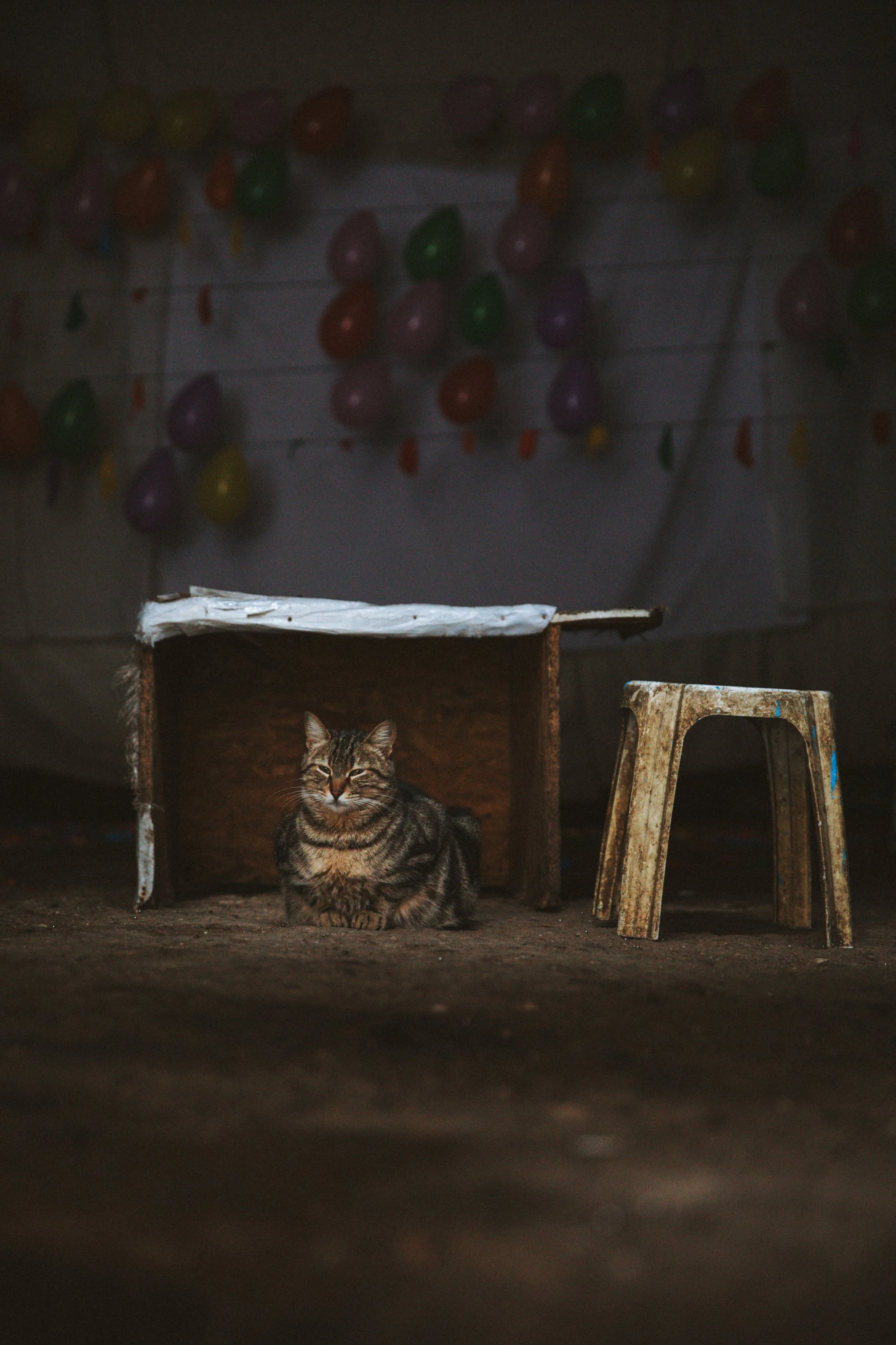 Eine lächelnde streunende Katze liegt unter einem Holzschuppen auf staubigem Boden, im Hintergrund bunte Ballons an einer Wand.