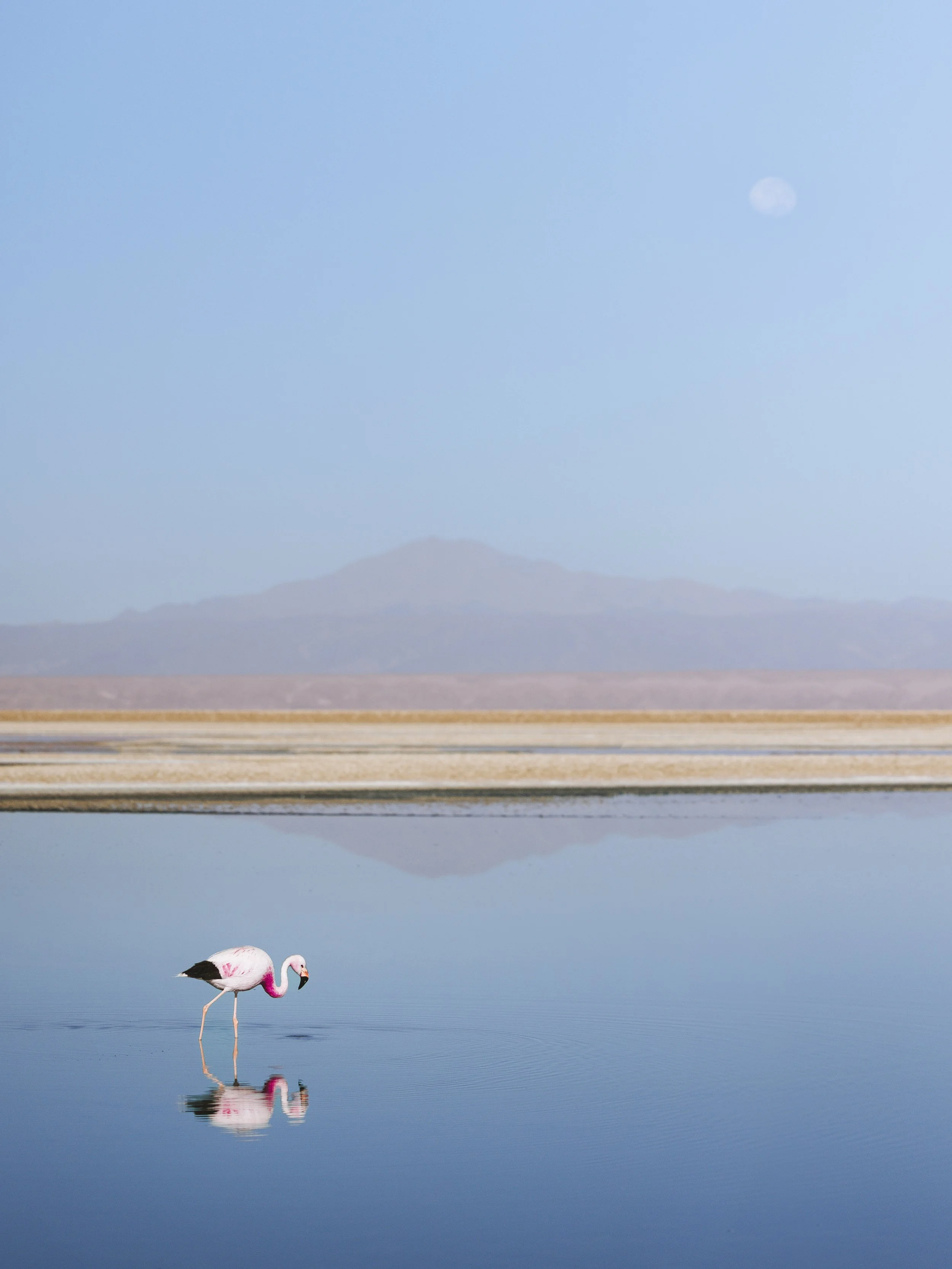 Ein Flamingo im Wasser, mit Bergen im Hintergrund und einem blauen Himmel