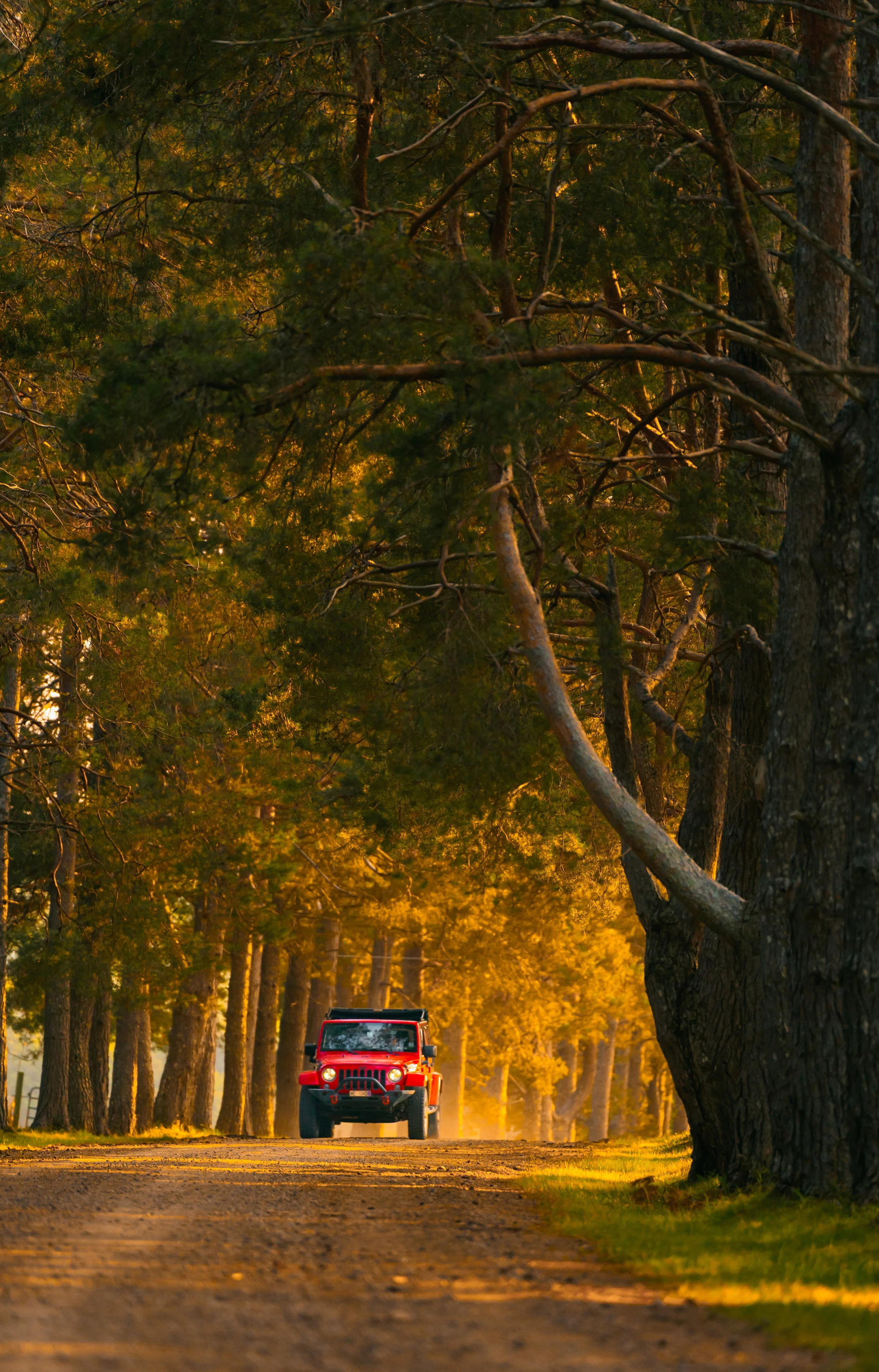 A red Jeep on a dirt road passing through a forest with tall trees and golden sunlight filtering through the leaves.