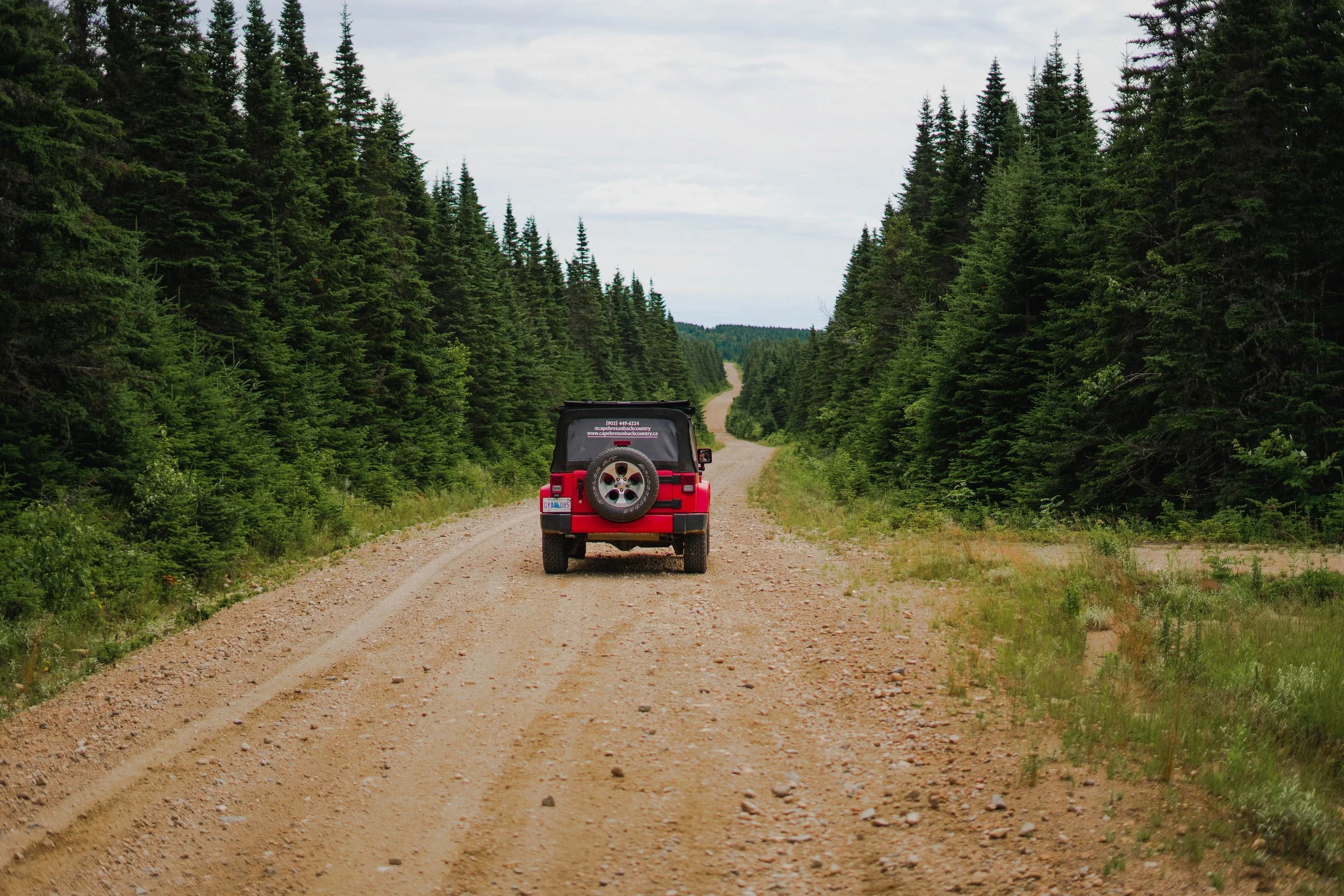 A red and black Jeep driving on a dirt road through a dense forest with tall green pine trees.
