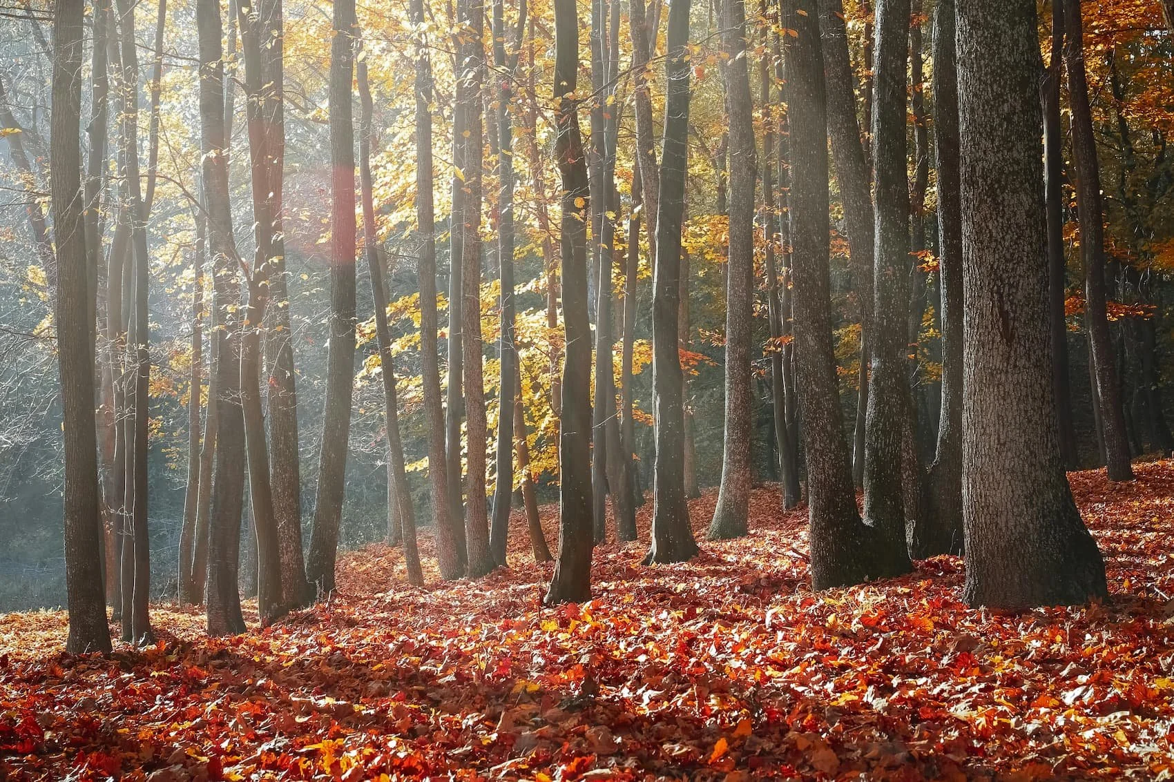 紅葉した木々が並ぶ秋の森の風景。太陽の光が木々の間から差し込み、落ち葉が地面を覆っている。
