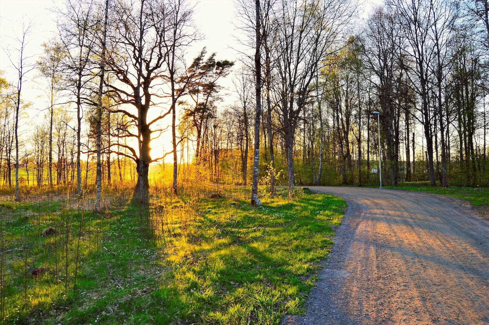 夕方の林の道と木々。道路は未舗装で、木々は葉を少なくし、夕日に照らされている。
