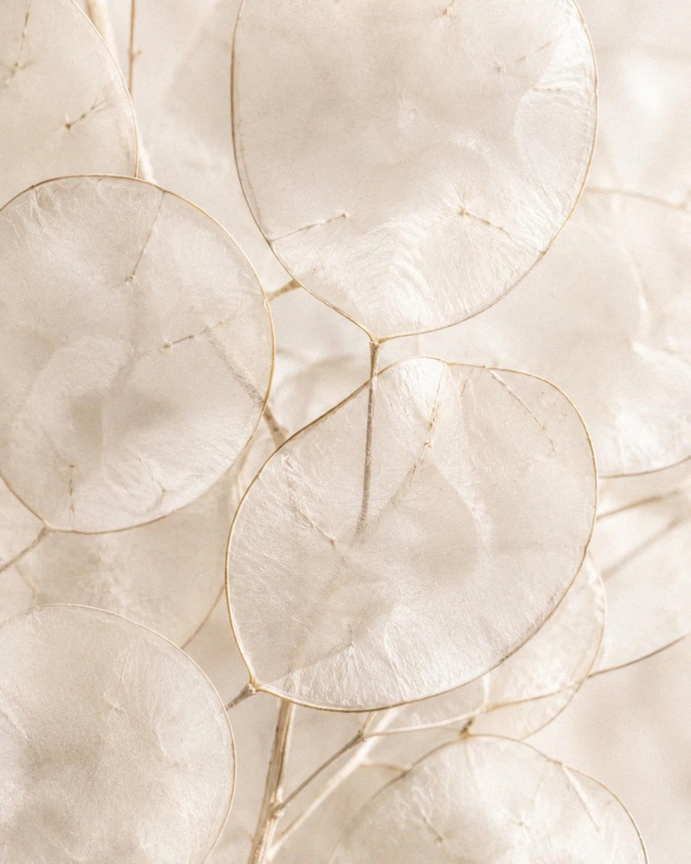 Softness in every detail