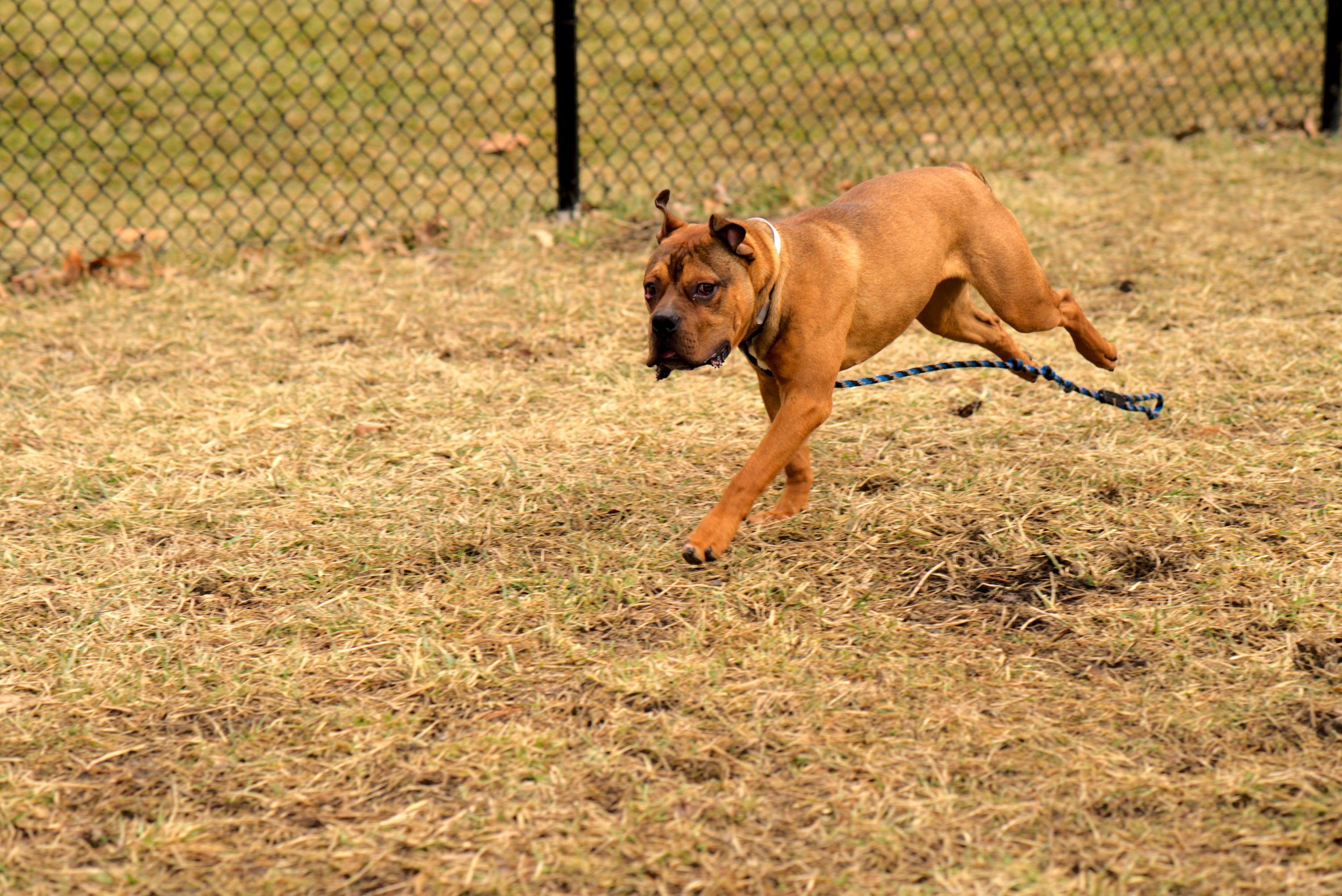 A dog with a brown coat and black facial markings running on a grassy field beside a black chain-link fence.