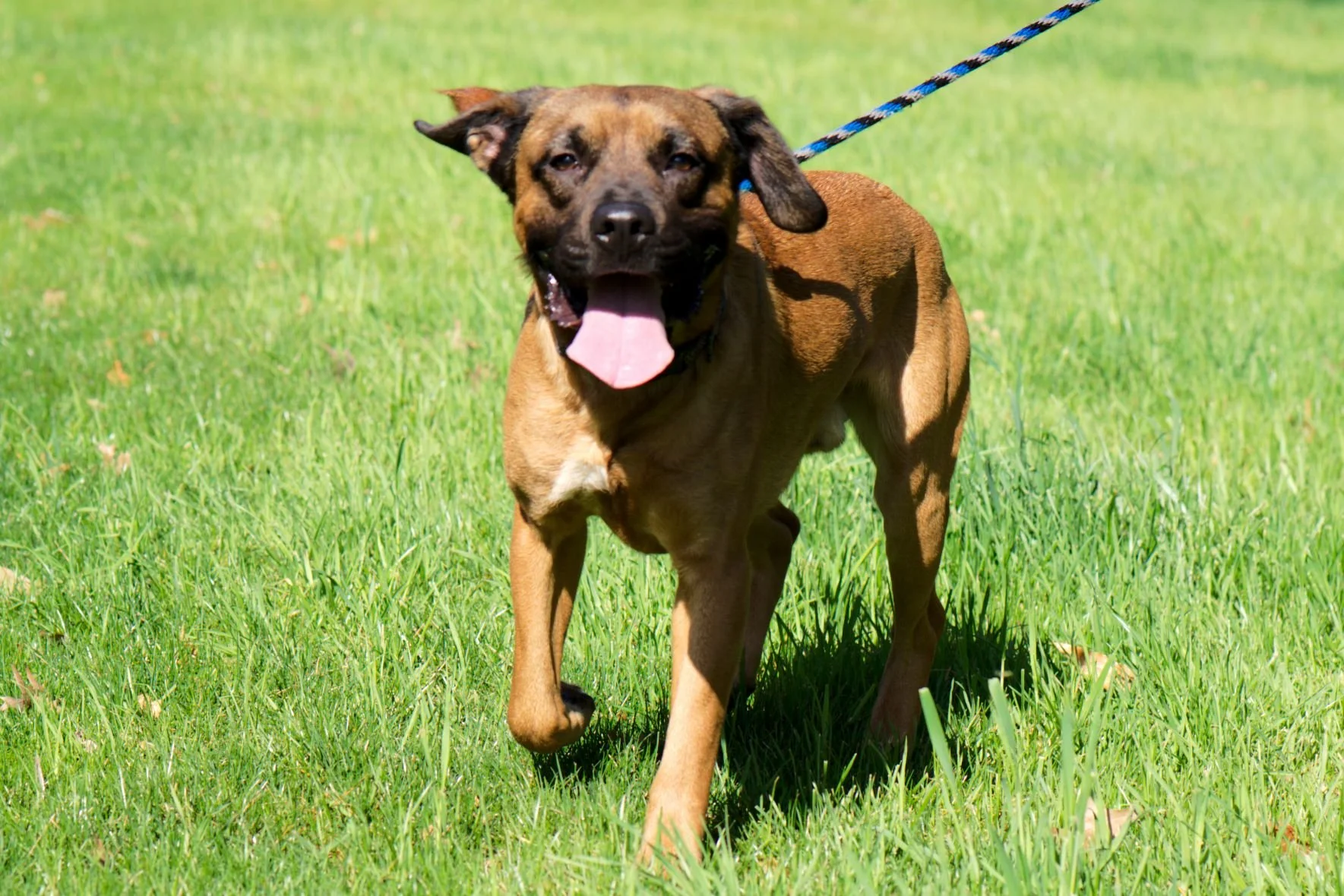 Happy brown dog running on green grass with tongue out and mouth open.