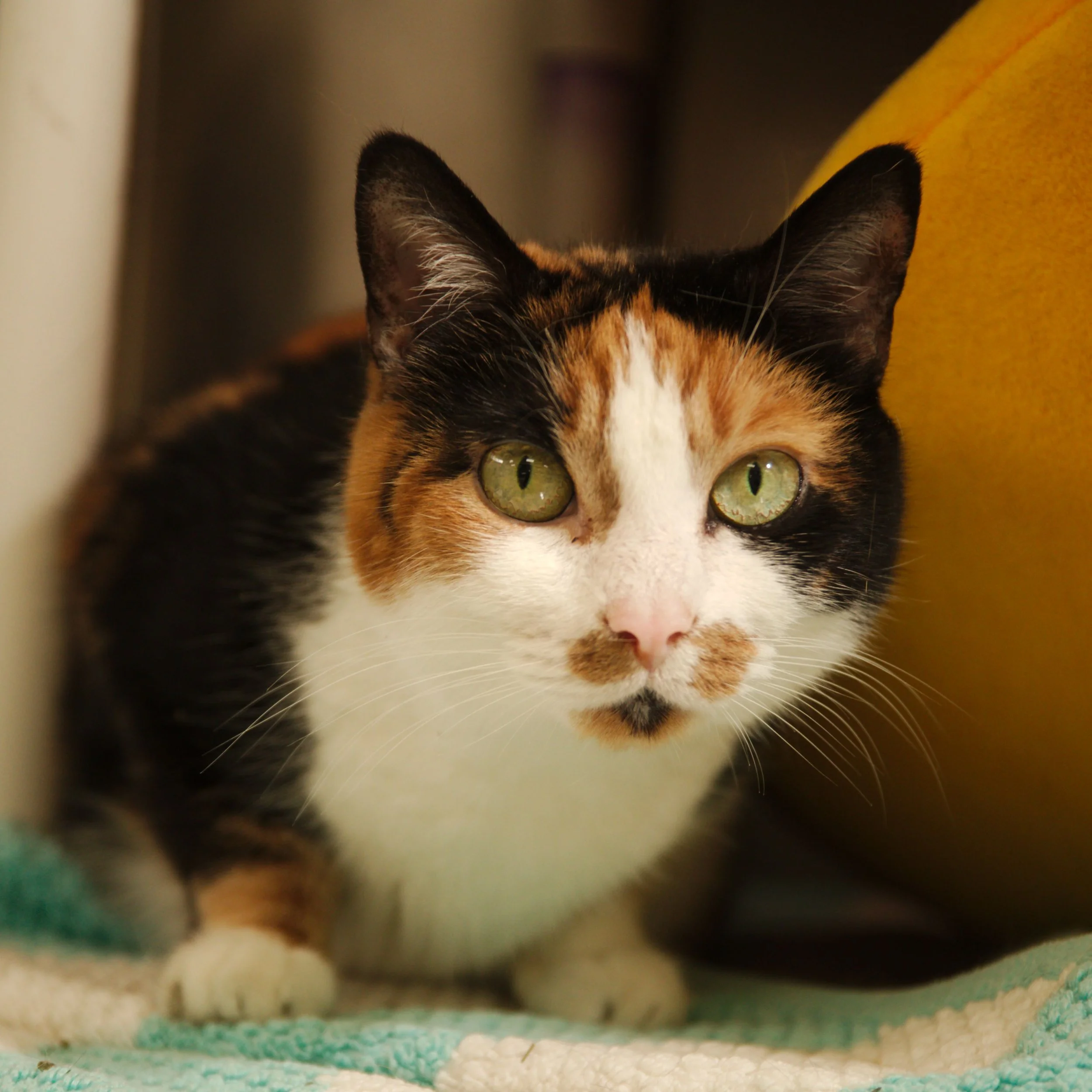 Close-up of a calico cat with green eyes sitting on a blanket.