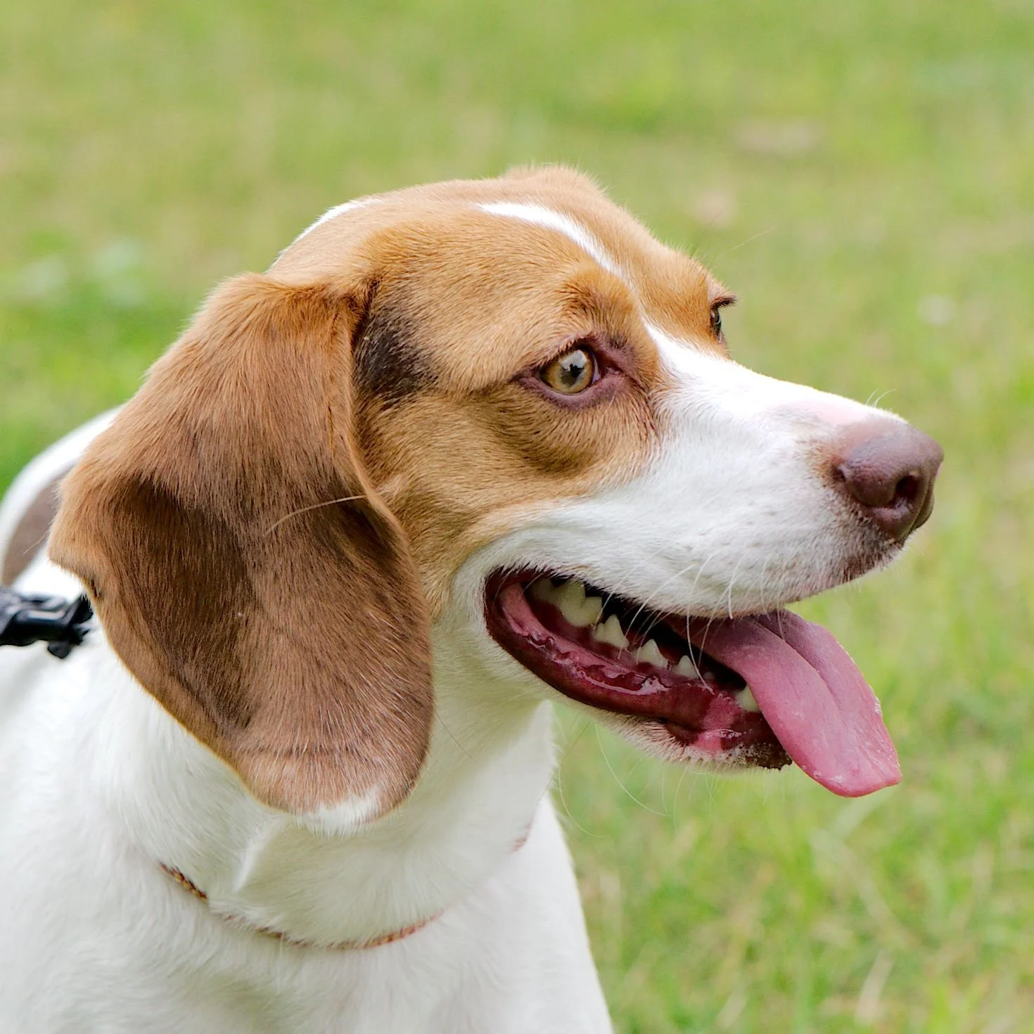 Close-up of a dog with brown and white fur, floppy ears, and its tongue hanging out, outdoors on grass.