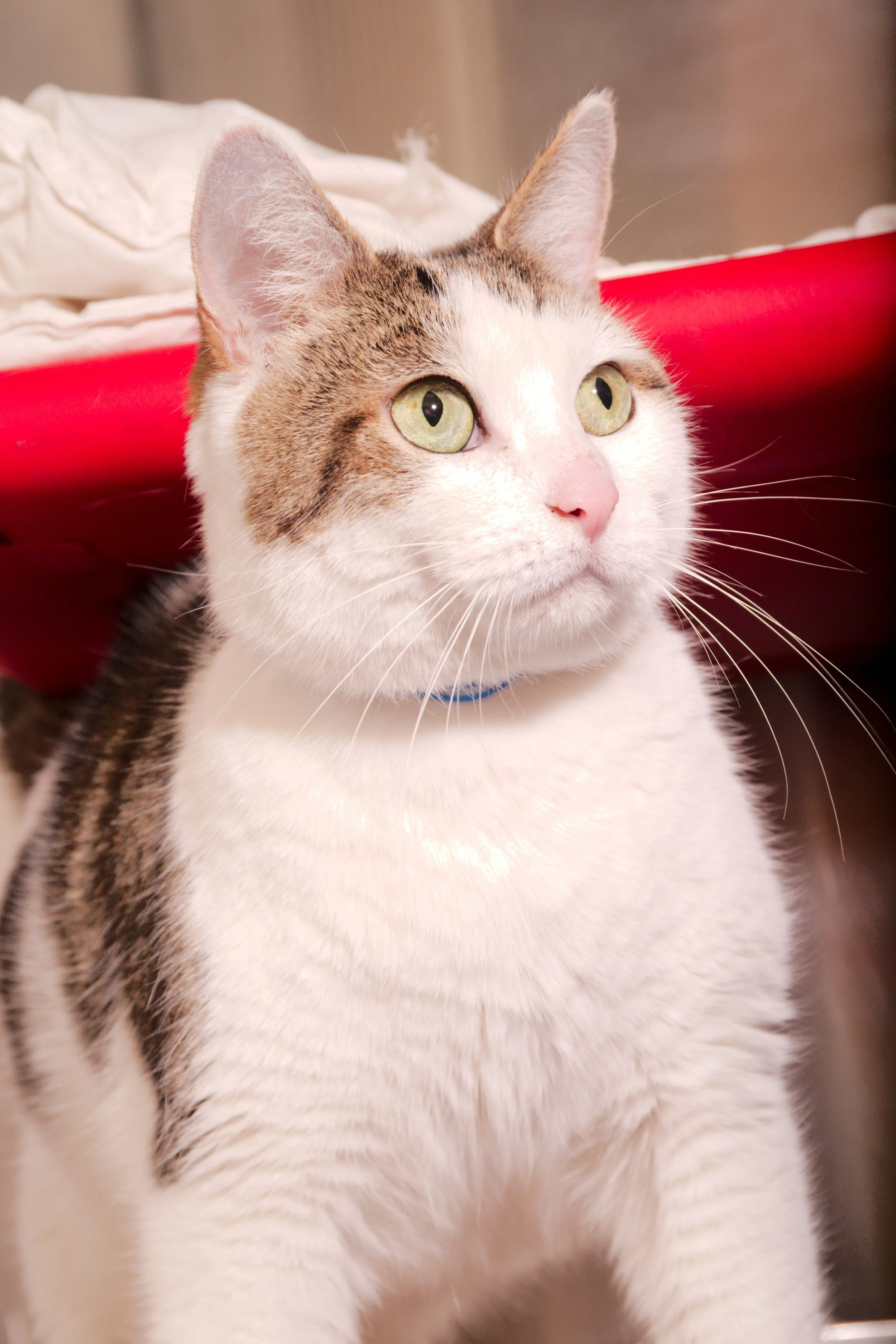 A white and tabby cat with green eyes and pink nose looking upward with a red surface and white cloth in the background.