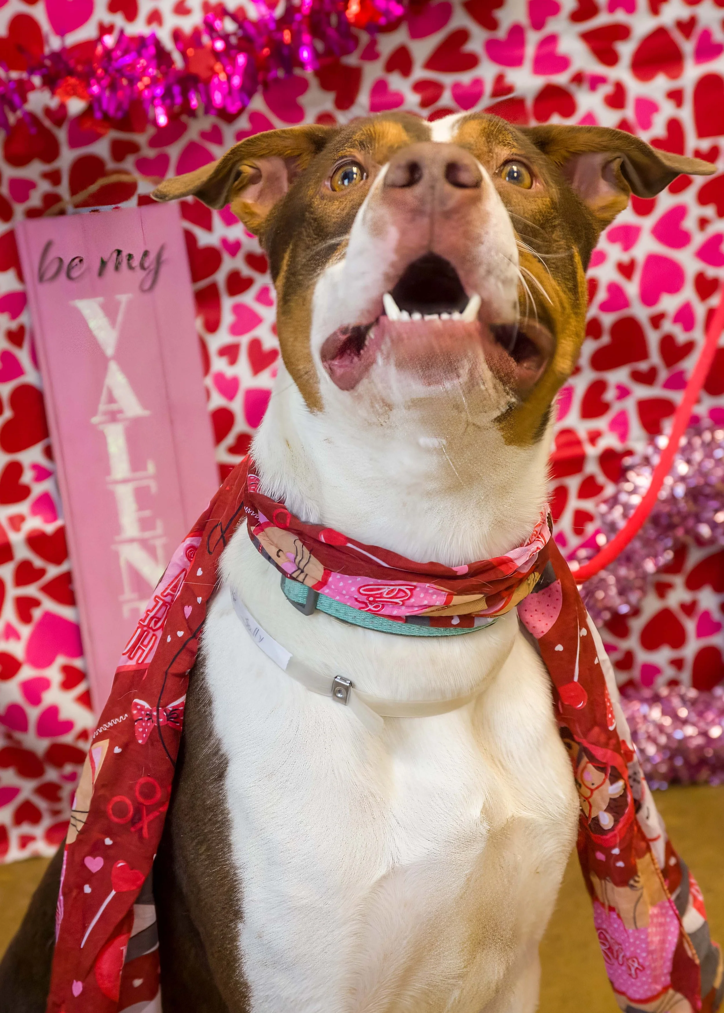 A dog wearing a red bandana with pink hearts and a Valentine's themed cape, sitting in front of a pink and red heart patterned background with a pink Valentine's Day sign and pink tinsel decorations.