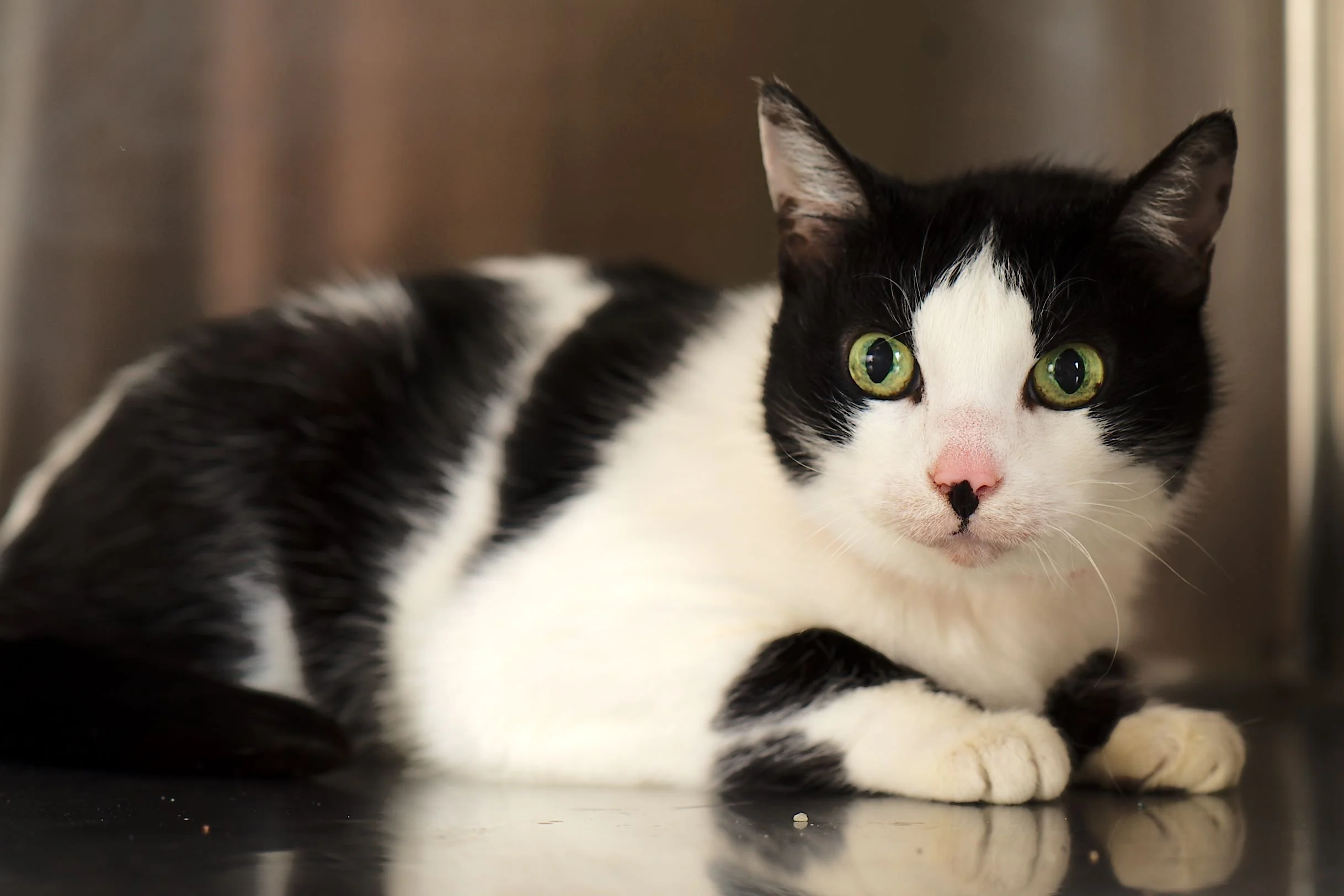 A black and white domestic short-haired cat lying on a smooth surface, looking directly at the camera with green eyes.