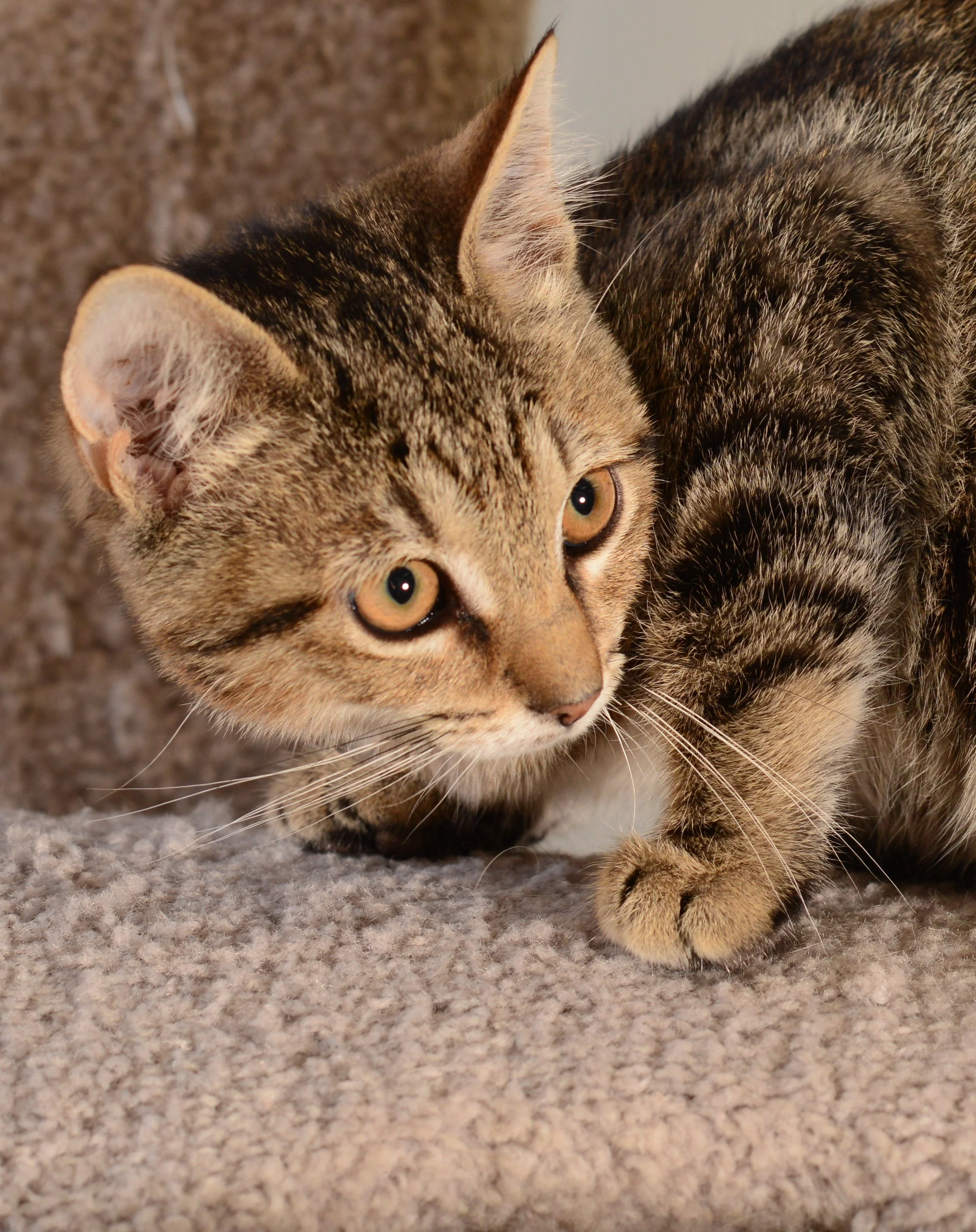 A close-up of a tabby cat crouching on a beige carpet, looking alert with wide eyes and perked ears.