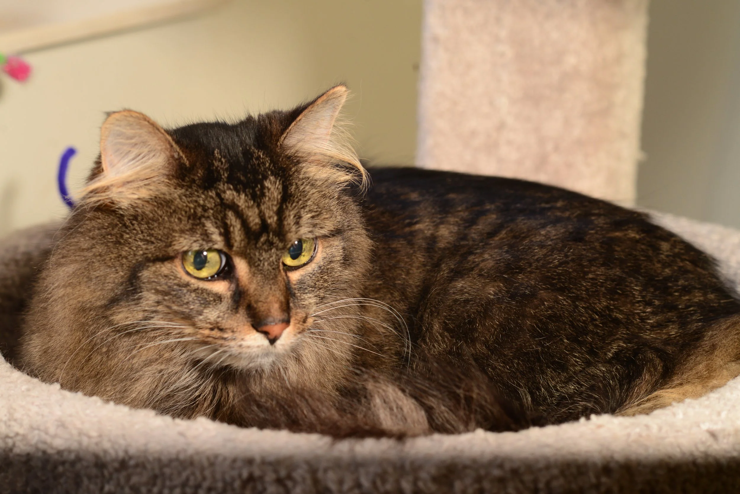 A tabby cat with yellow-green eyes lying on a beige carpeted surface, with a scratching post in the background.