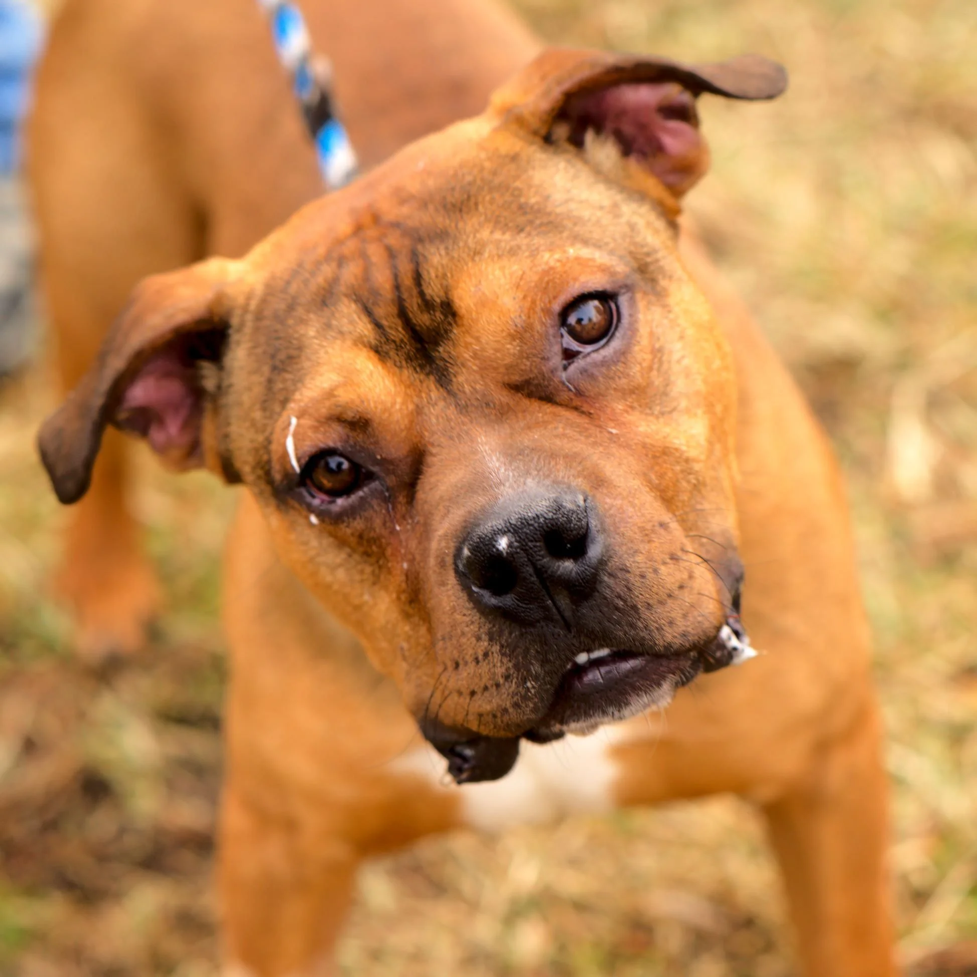 Close-up of a brown dog with droopy ears and a slightly open mouth, showing some tears near the eyes and a bit of saliva on the lips, outdoors on a grassy area.