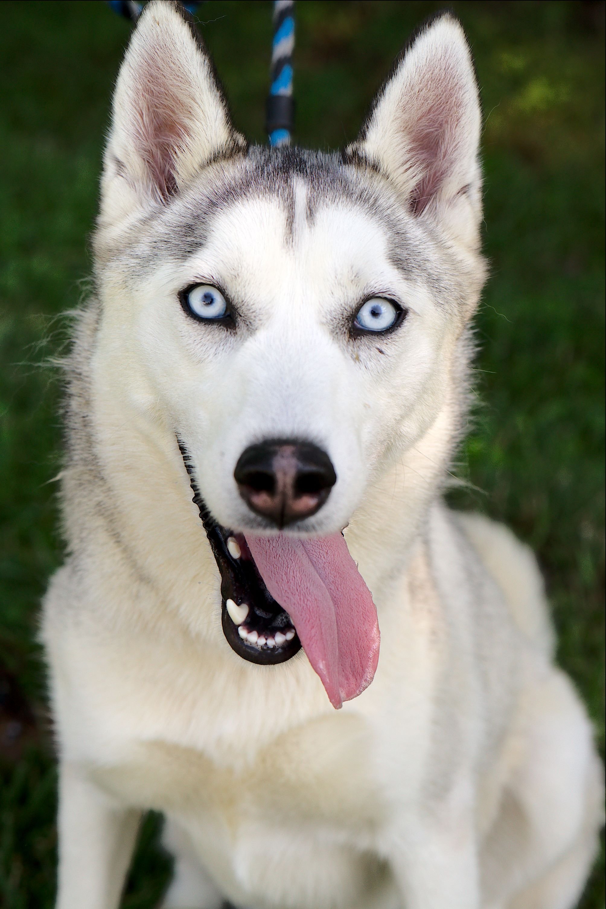 Close-up of a Siberian Husky with blue eyes, tongue out, outdoors on grass.