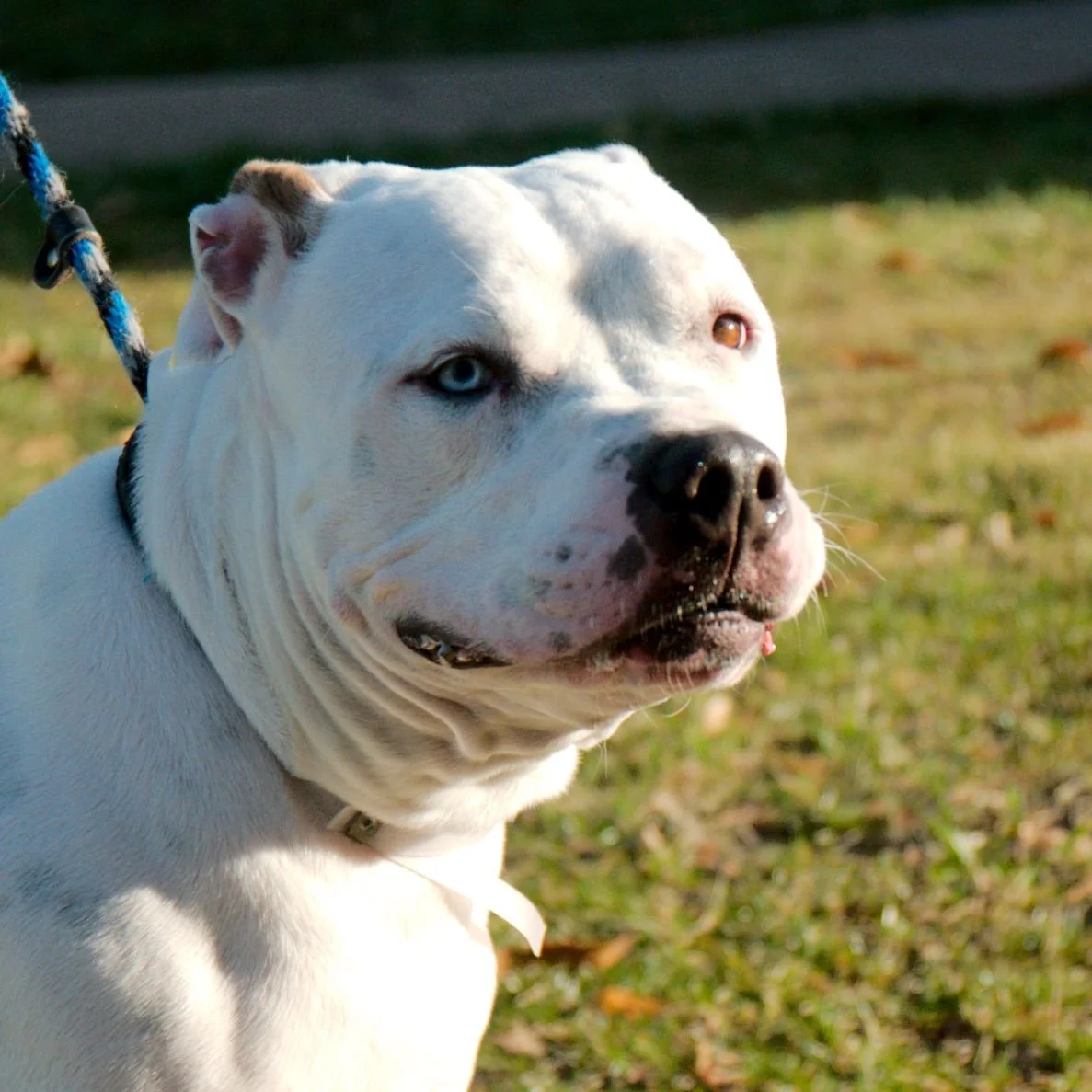 Close-up of a white dog with one blue eye and one brown eye, outdoors on grass.