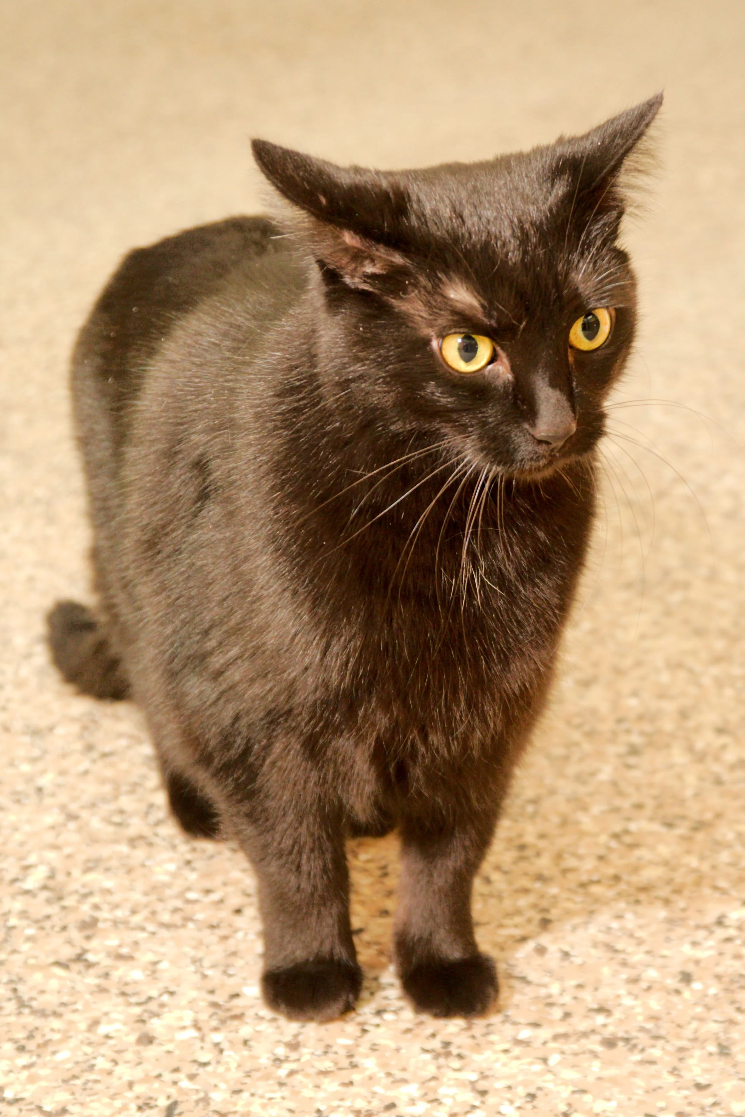 Black cat with yellow eyes standing on a speckled beige floor.