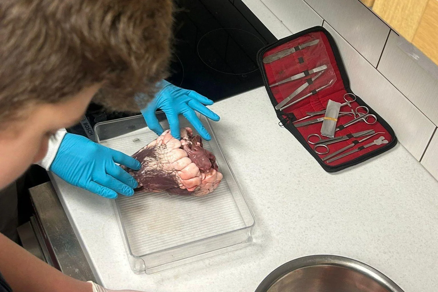 Biology Laboratory – Heart Dissection
