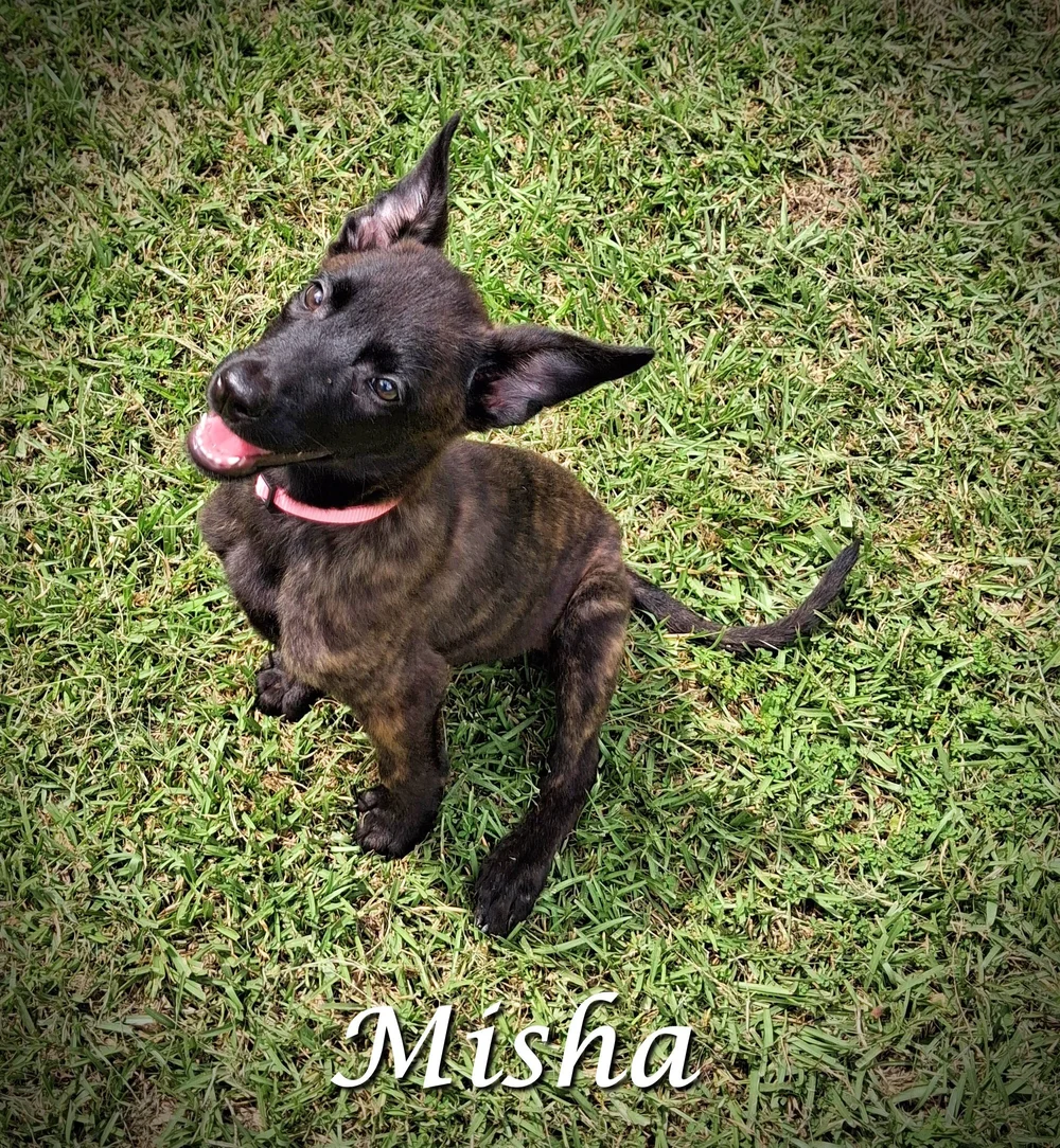 Misha