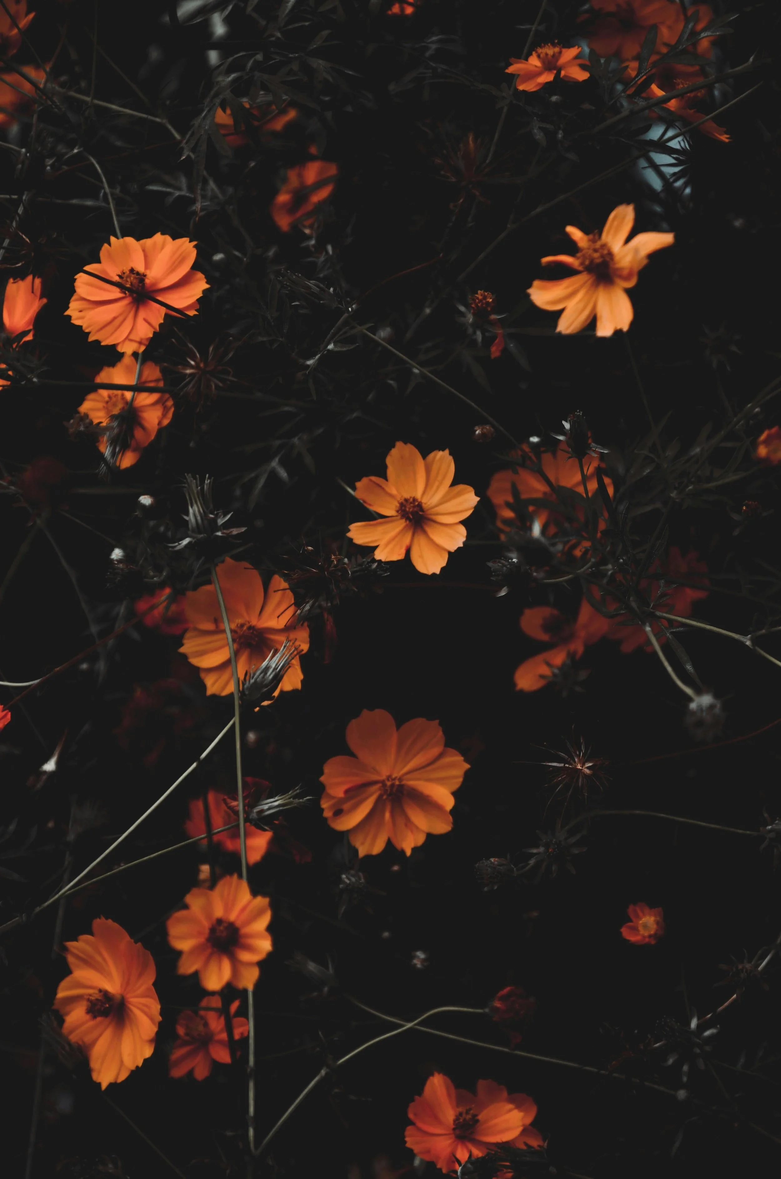 Close-up of orange flowers with dark background.