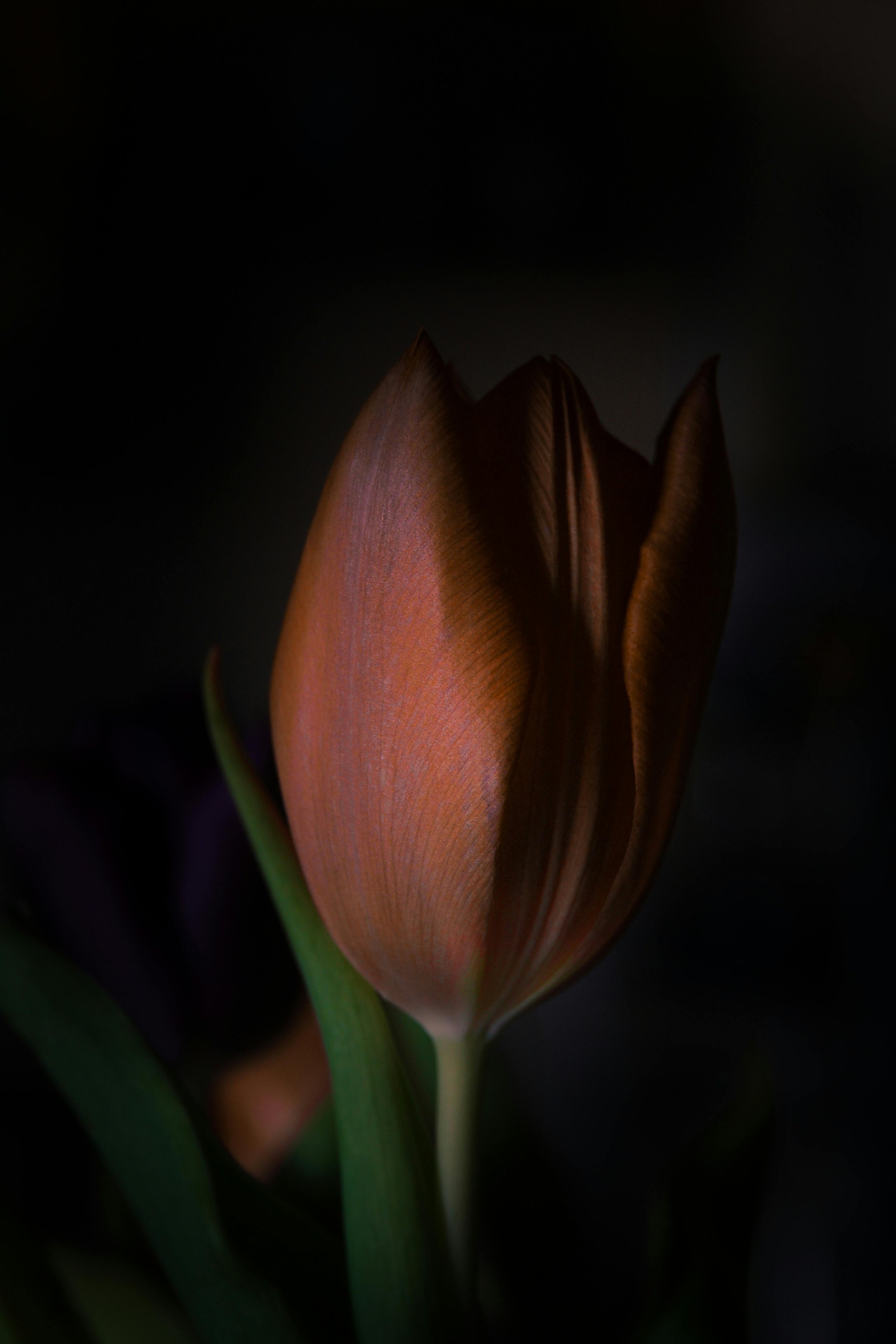 A close-up of a partially closed tulip with orange petals and green leaves, against a dark background.