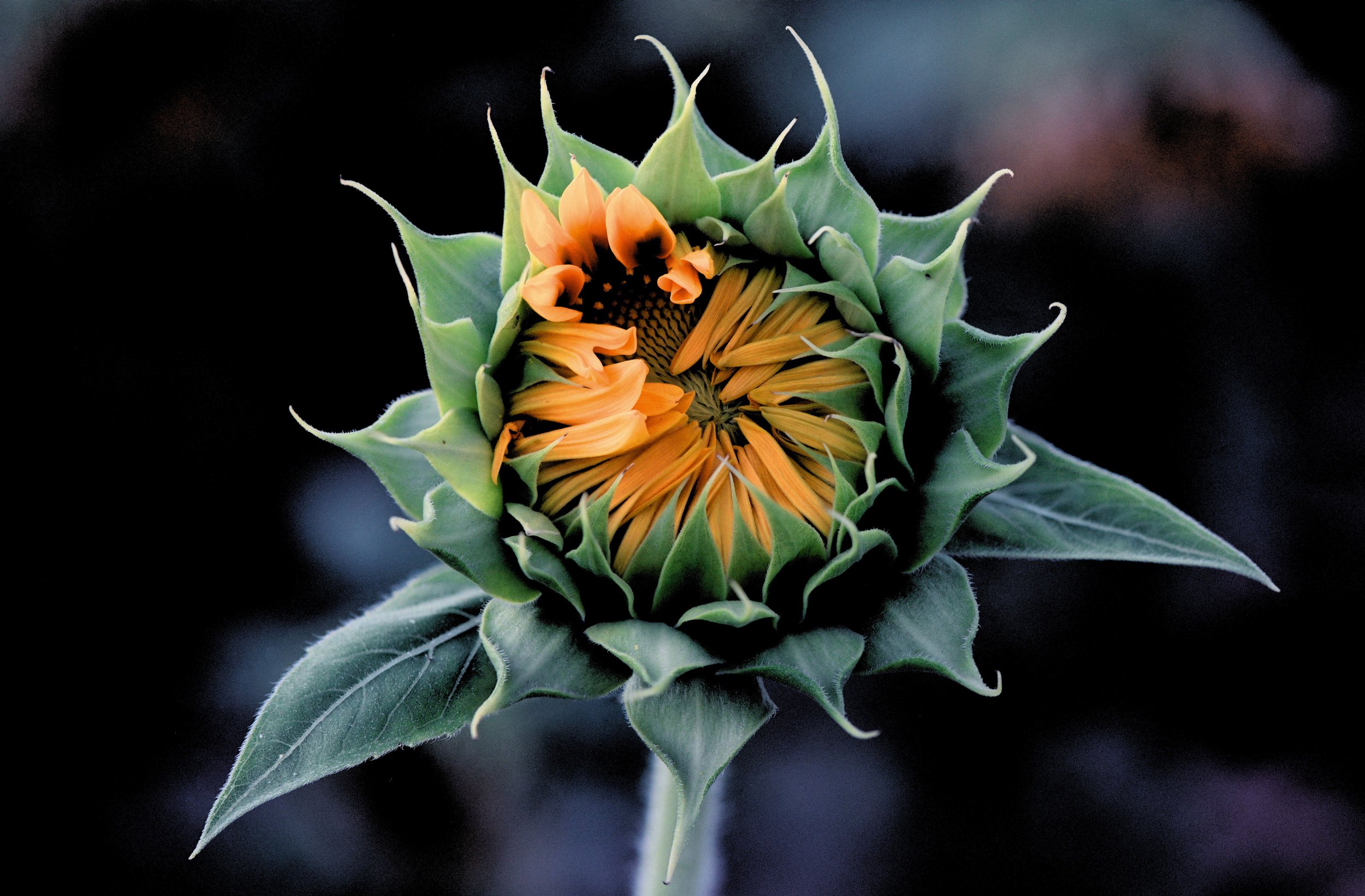 A close-up of a sunflower bud with orange petals beginning to emerge from green sepals against a dark background.