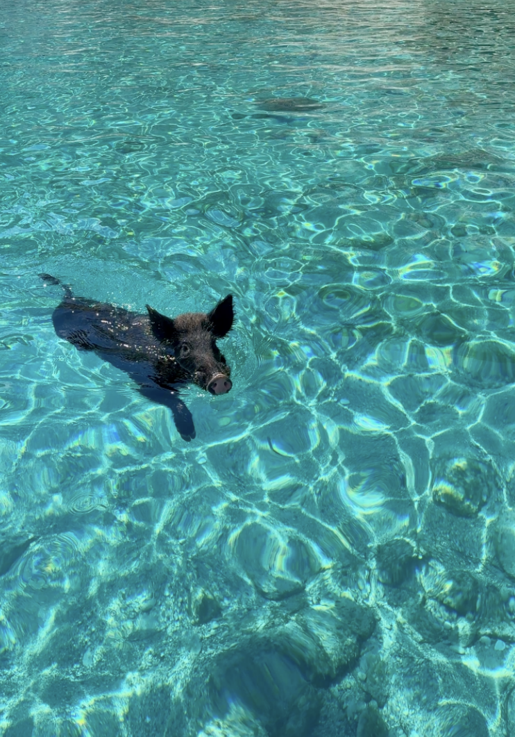 A black pig swimming in a clear blue body of water.