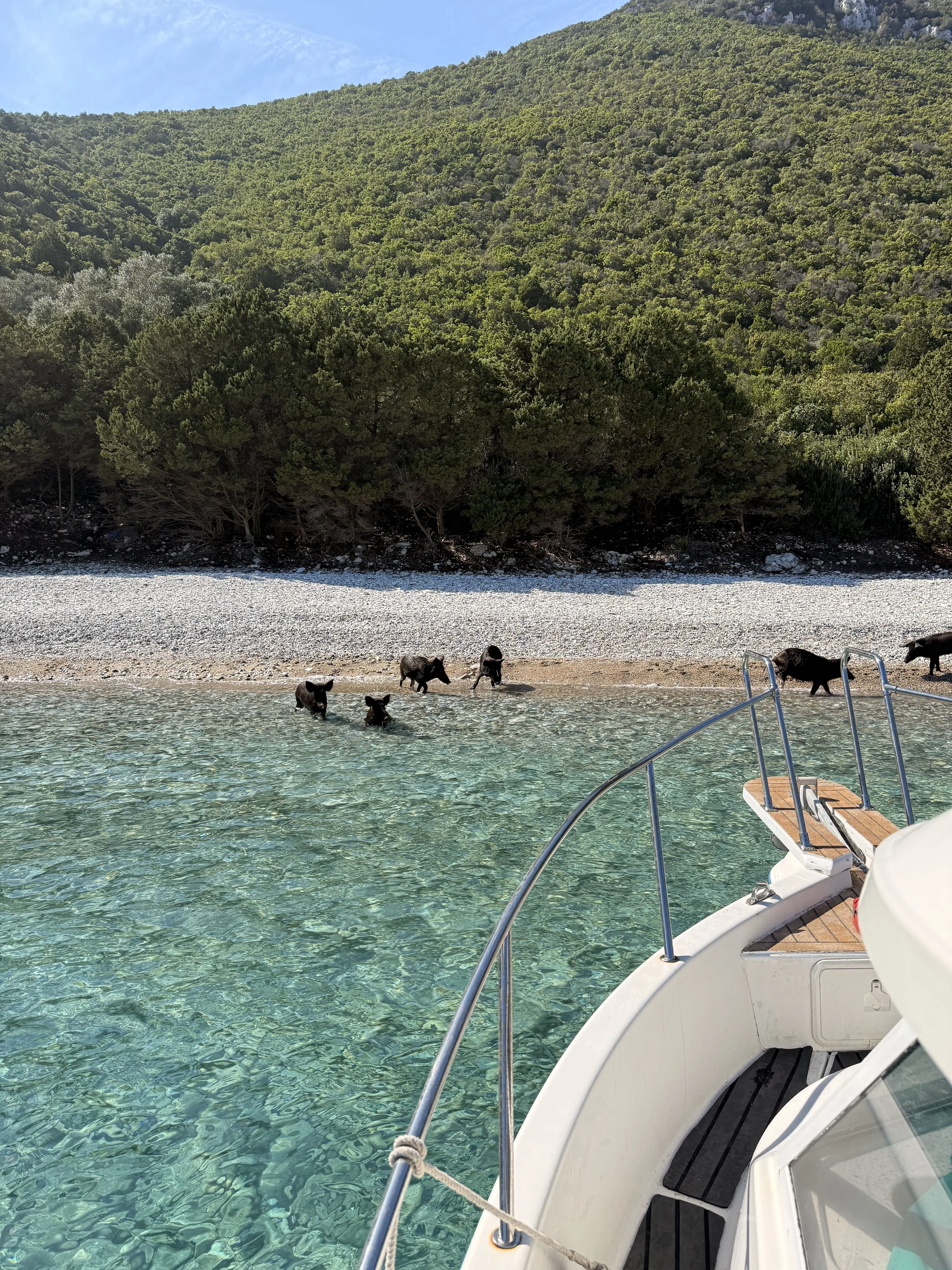 A boat docked near a shoreline with black pigs swimming in clear water, forested hill in the background, blue sky, and a ladder on the boat.