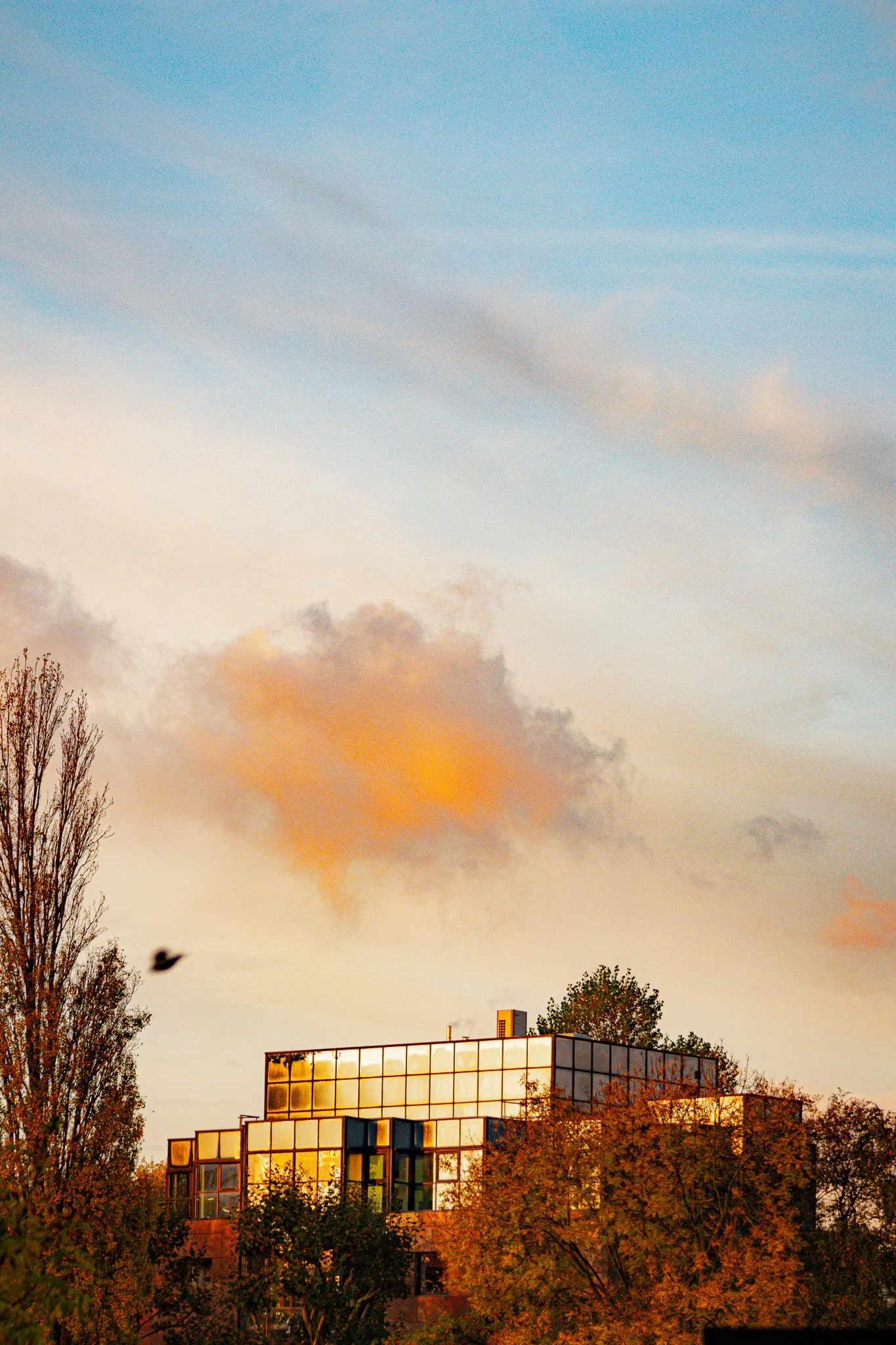 A modern building with reflective glass windows, surrounded by trees with autumn foliage, under a sky with clouds during sunset.