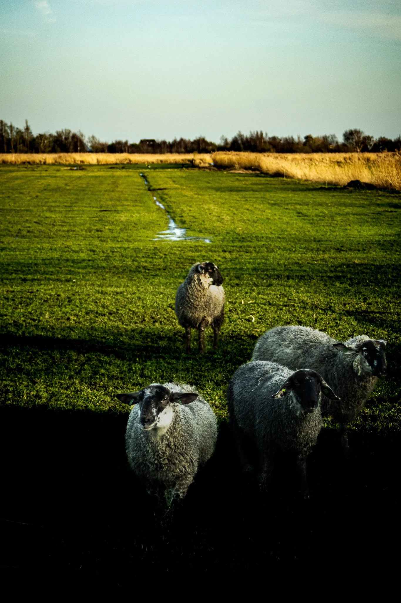 Four sheep standing on a grassy field with a water trail in the distance and open sky.