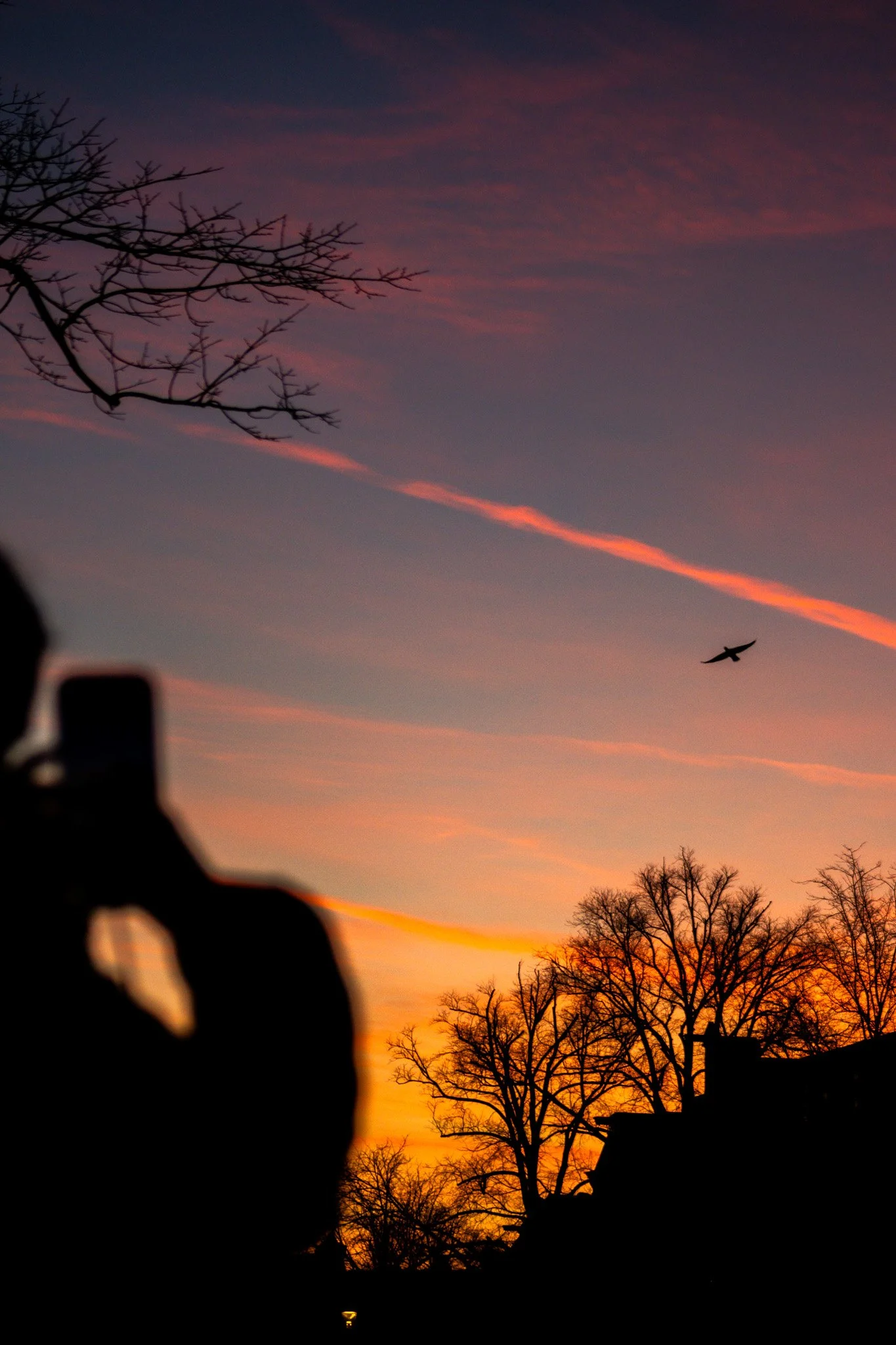 Sunset sky with orange, pink, and purple hues, silhouetted trees, a bird flying, and a person taking a photo.