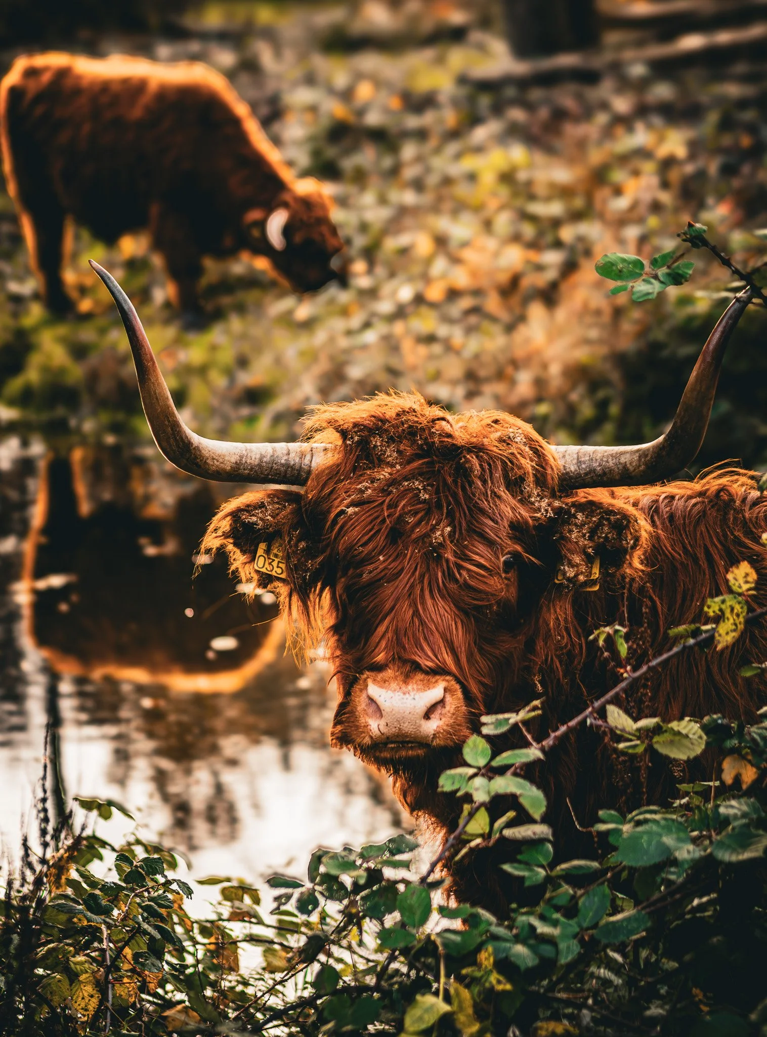 A Highland cow with long horns and reddish-brown fur standing near a body of water with autumn foliage in the background, and another Highland cow grazing in the distance.