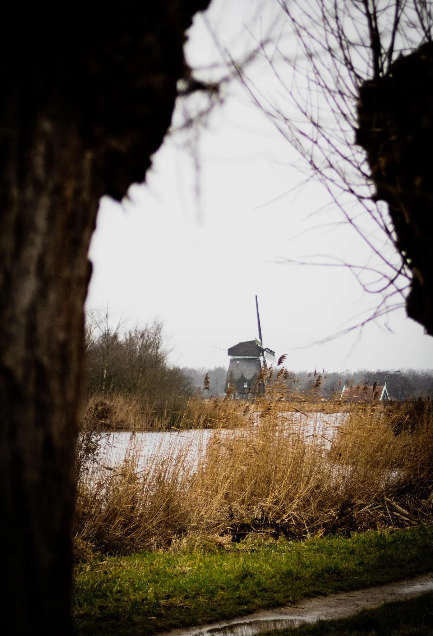 A windmill seen through a natural frame of tree trunks and branches, with tall dried grass and snow on the ground.