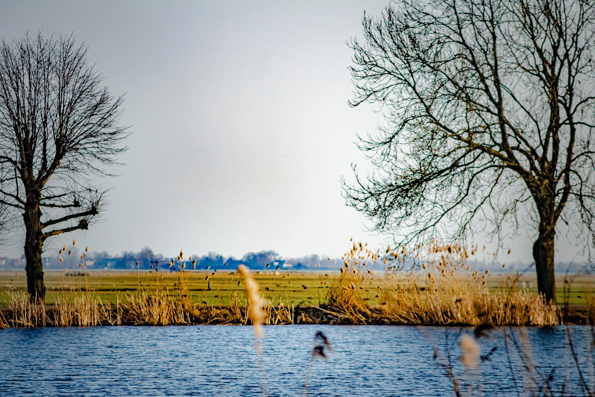 A landscape with barren trees on the banks of a lake or pond, with tall grasses and a field in the background.