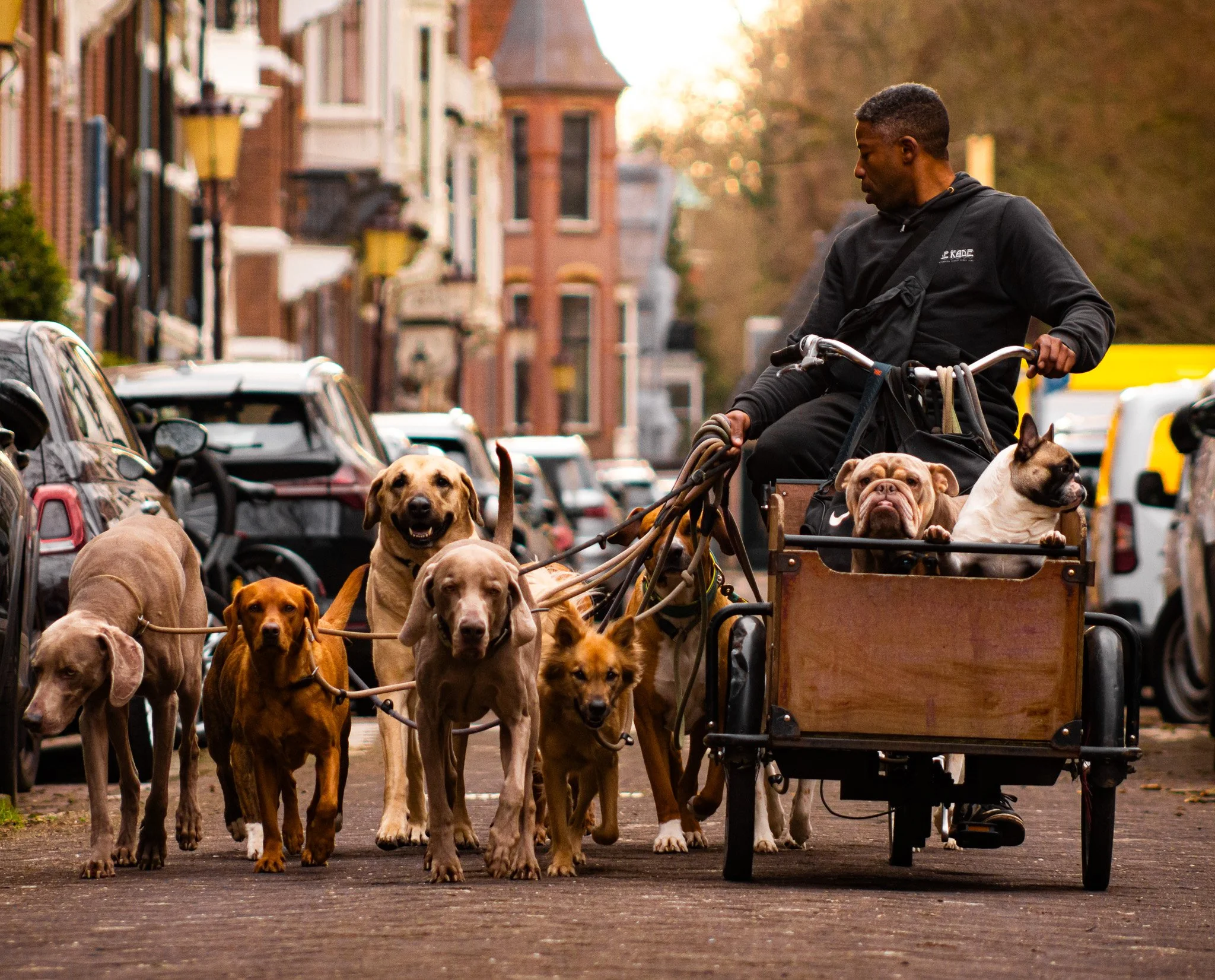 A man walking a group of dogs on a city sidewalk during sunset.