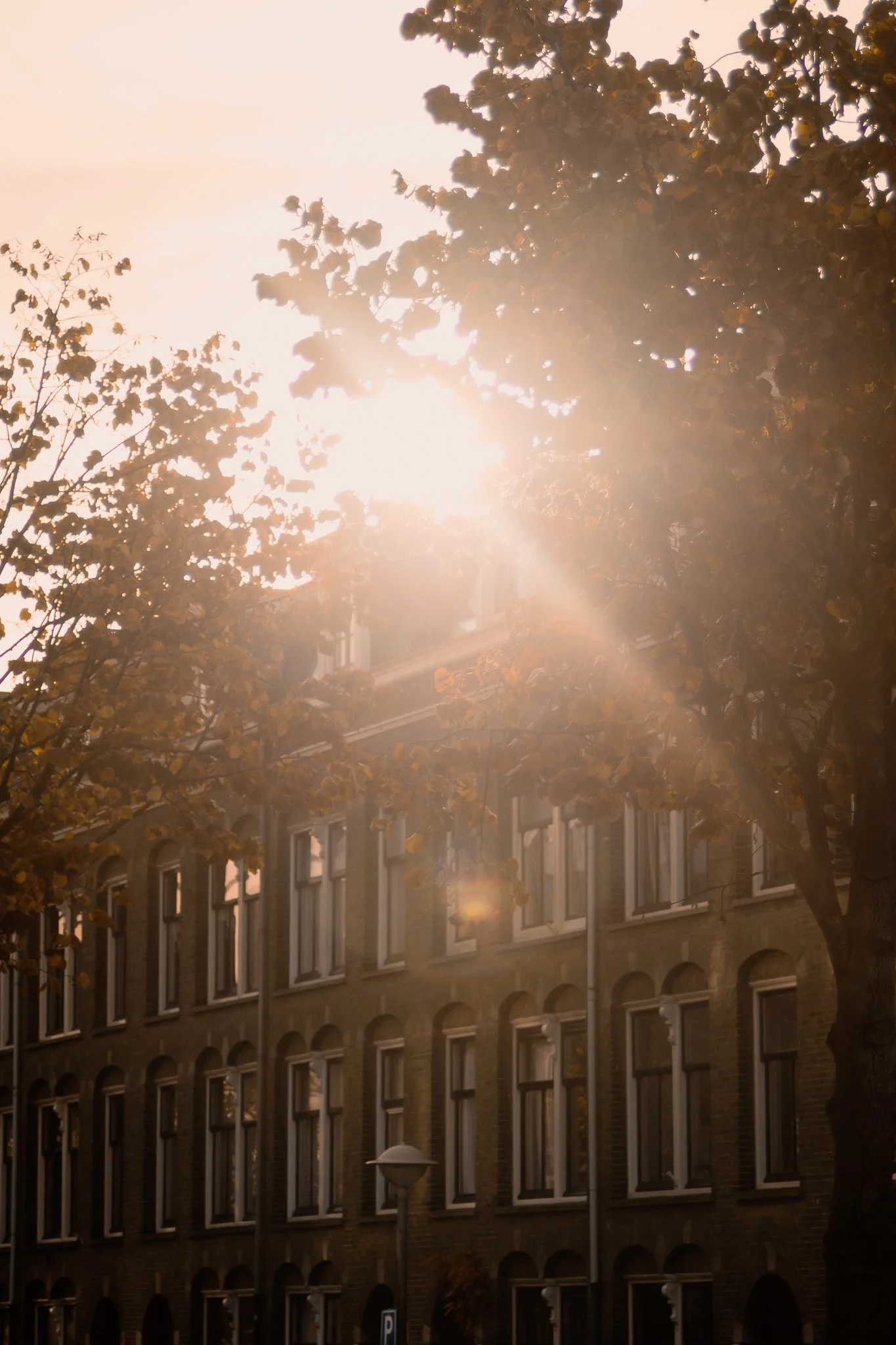 Sunlight filtering through autumn trees in front of a brick building with multiple windows.